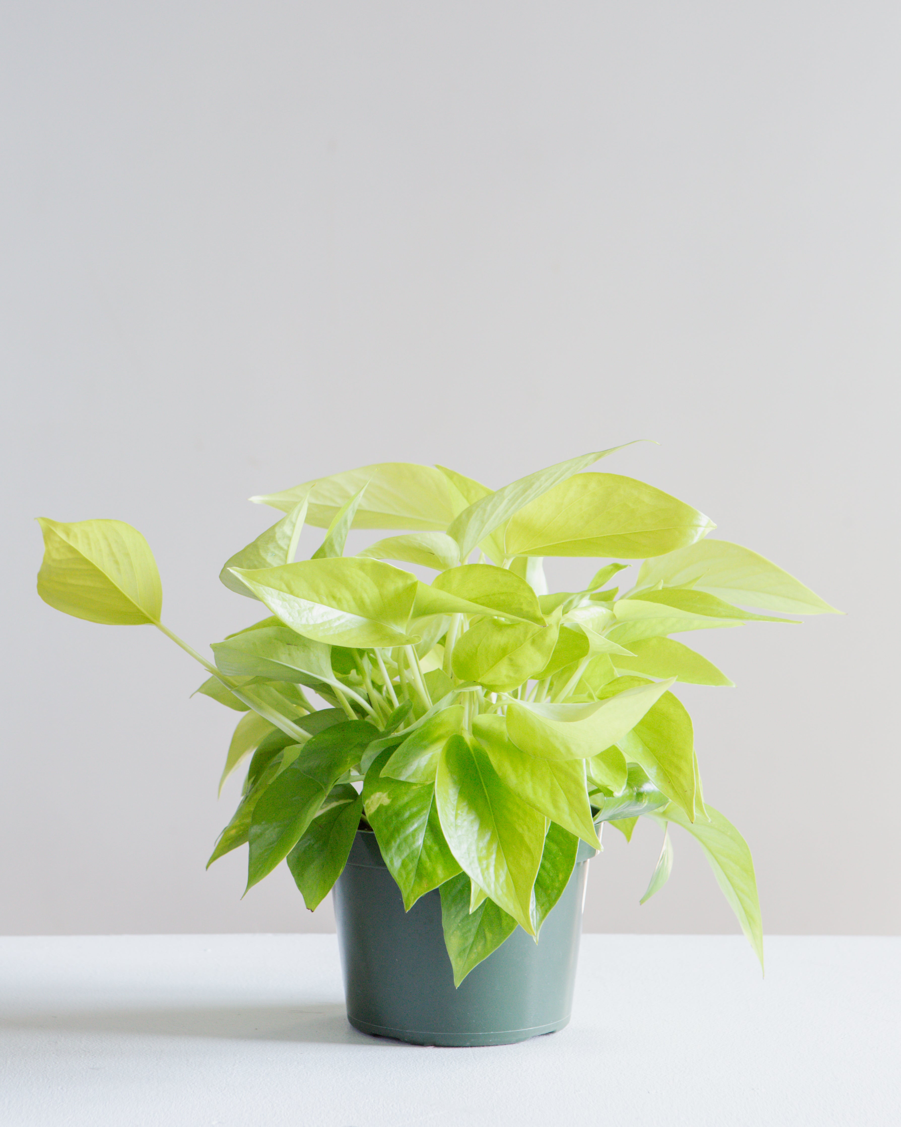 Neon Pothos: Epipremnum aureum - 6 inch pot
