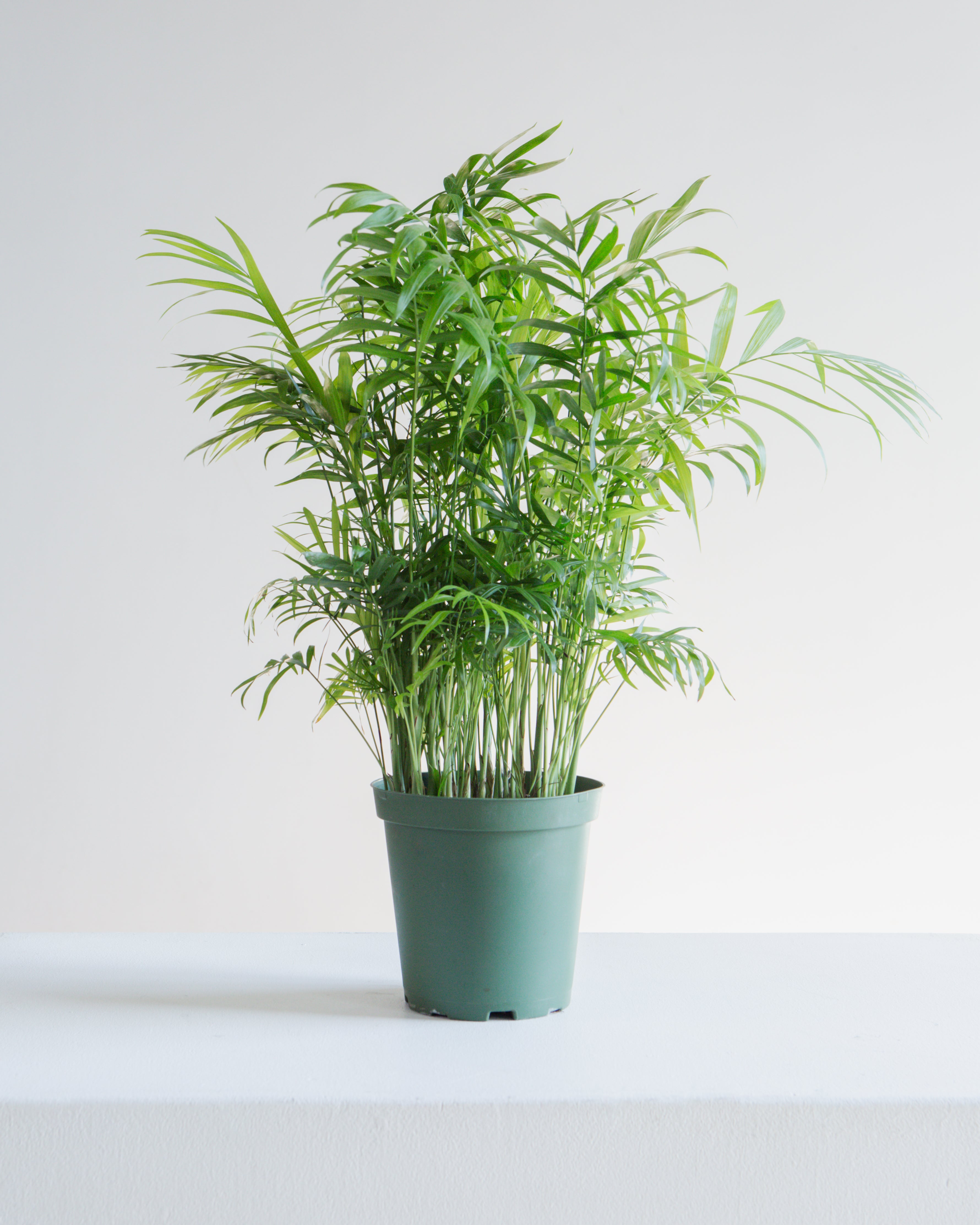 Parlour Palm: Chamaedorea elegans - 6 inch pot