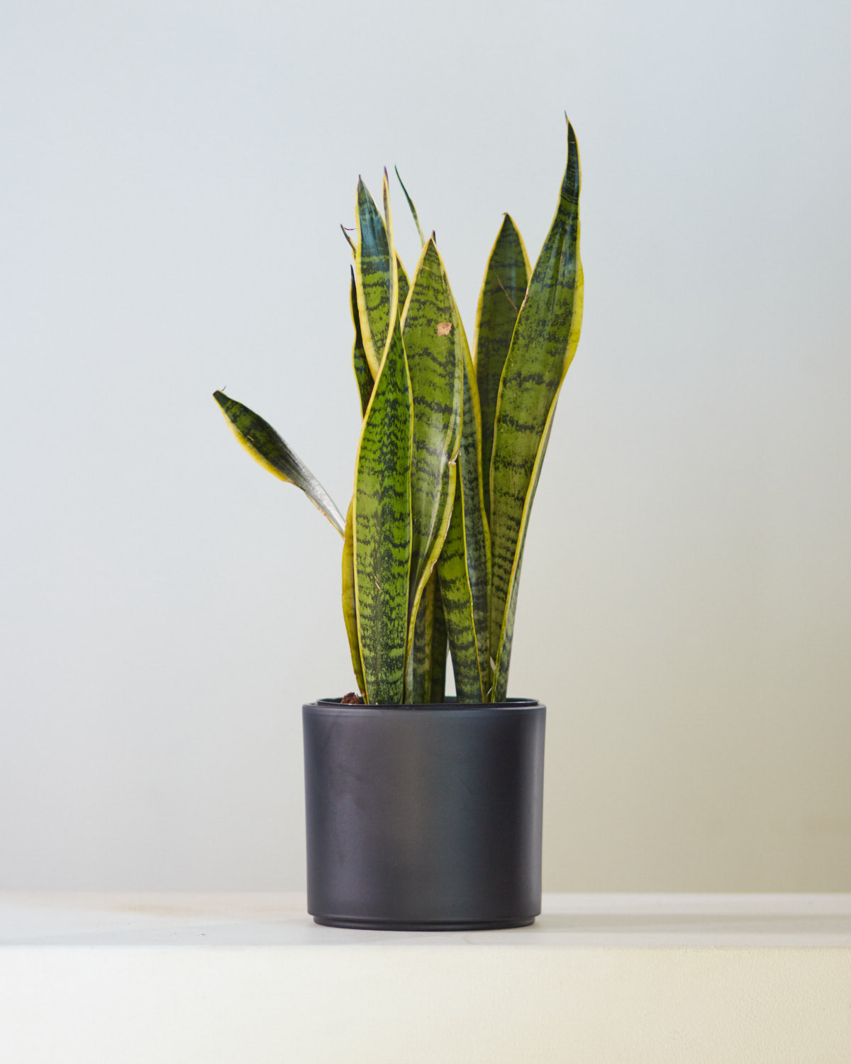 snake plant 6 inch pot Yellow Snake Plant: Sansevieria trifasciata 'Laurentii'