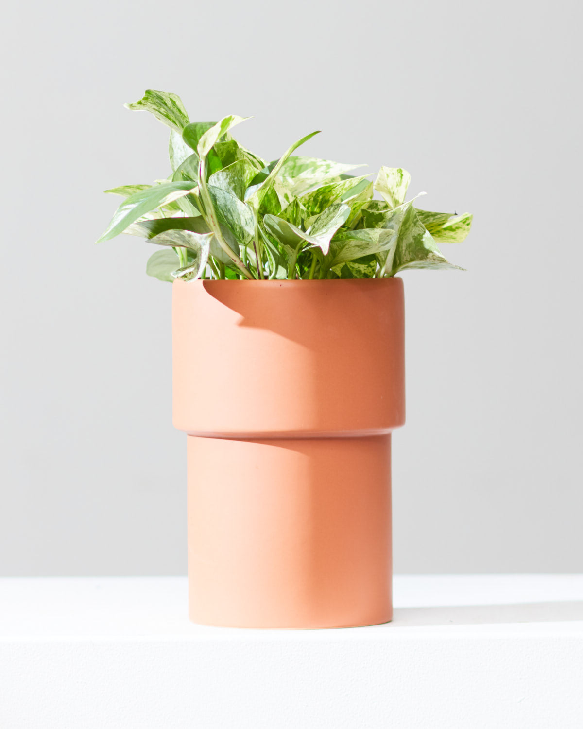 Vermillion Planter | 6 inch Nursery Pot