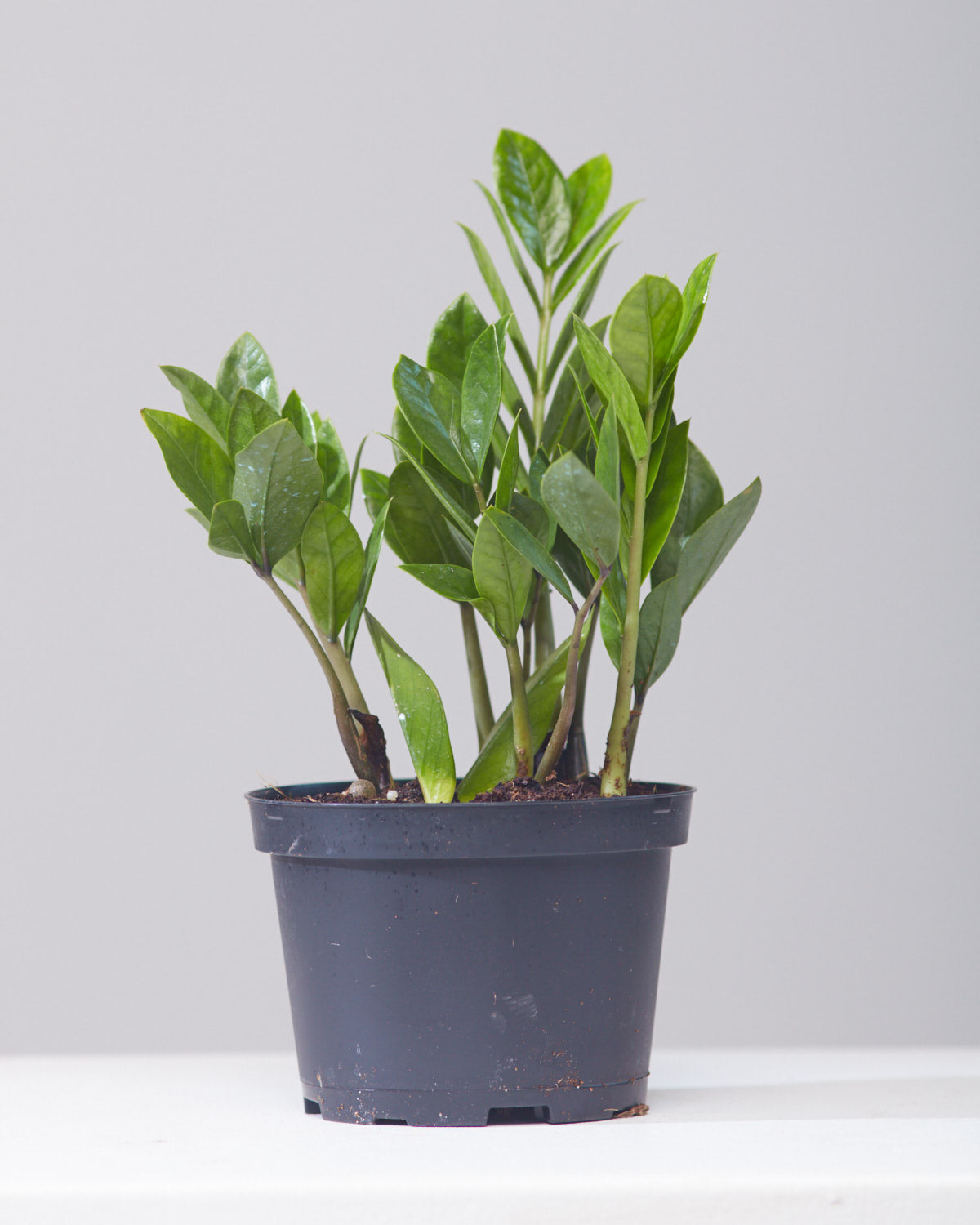 ZZ Plant: Zamioculcas zamiifolia - 6 inch pot