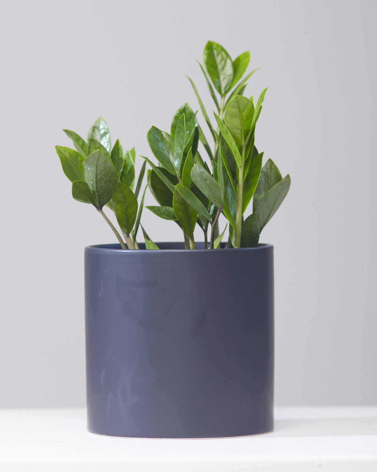 ZZ Plant: Zamioculcas zamiifolia - 6 inch pot