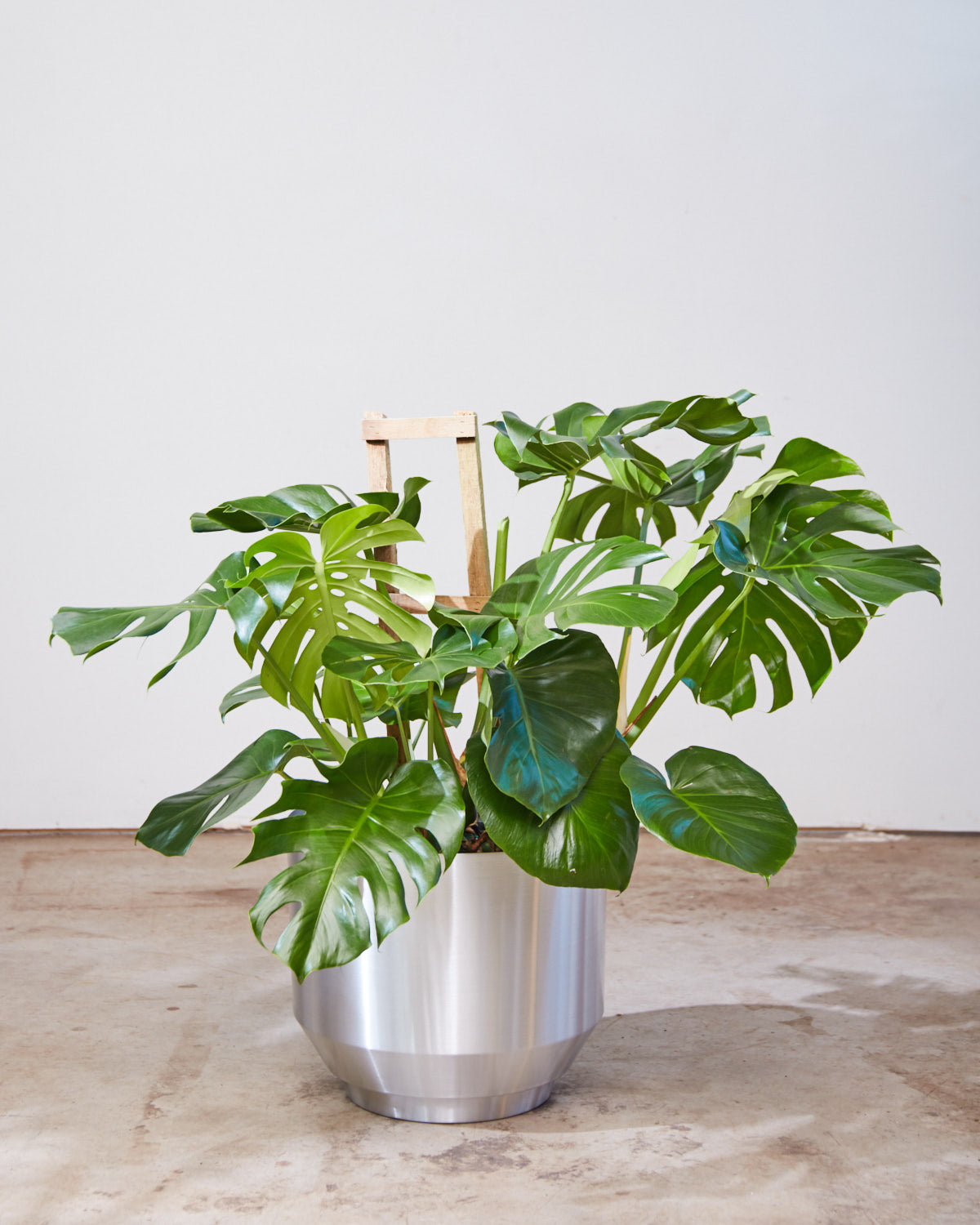 Swiss Cheese Plant Trellis: Monstera deliciosa - 12 inch pot