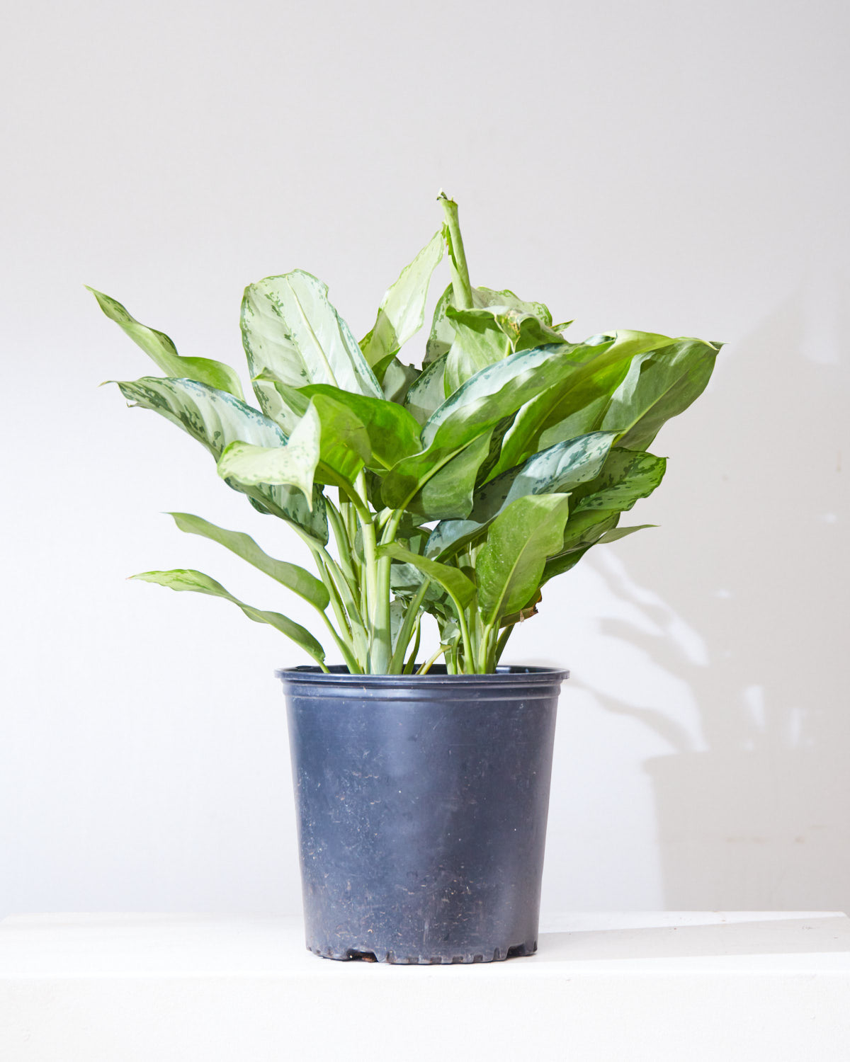 aglaonema bj freeman AGLAONEMA 'BJ FREEMAN' 10" Grower Pot – Dynasty Plants
