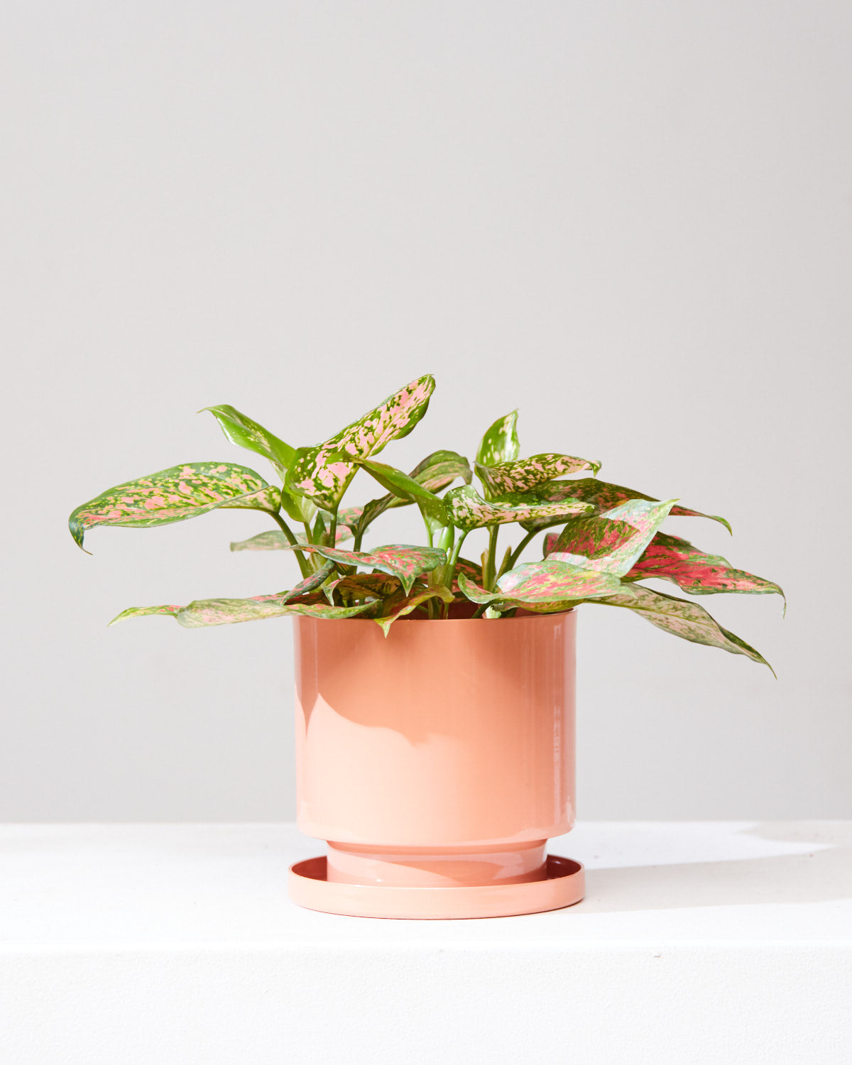 AGLAONEMA 'VALENTINE' 6" Grower Pot