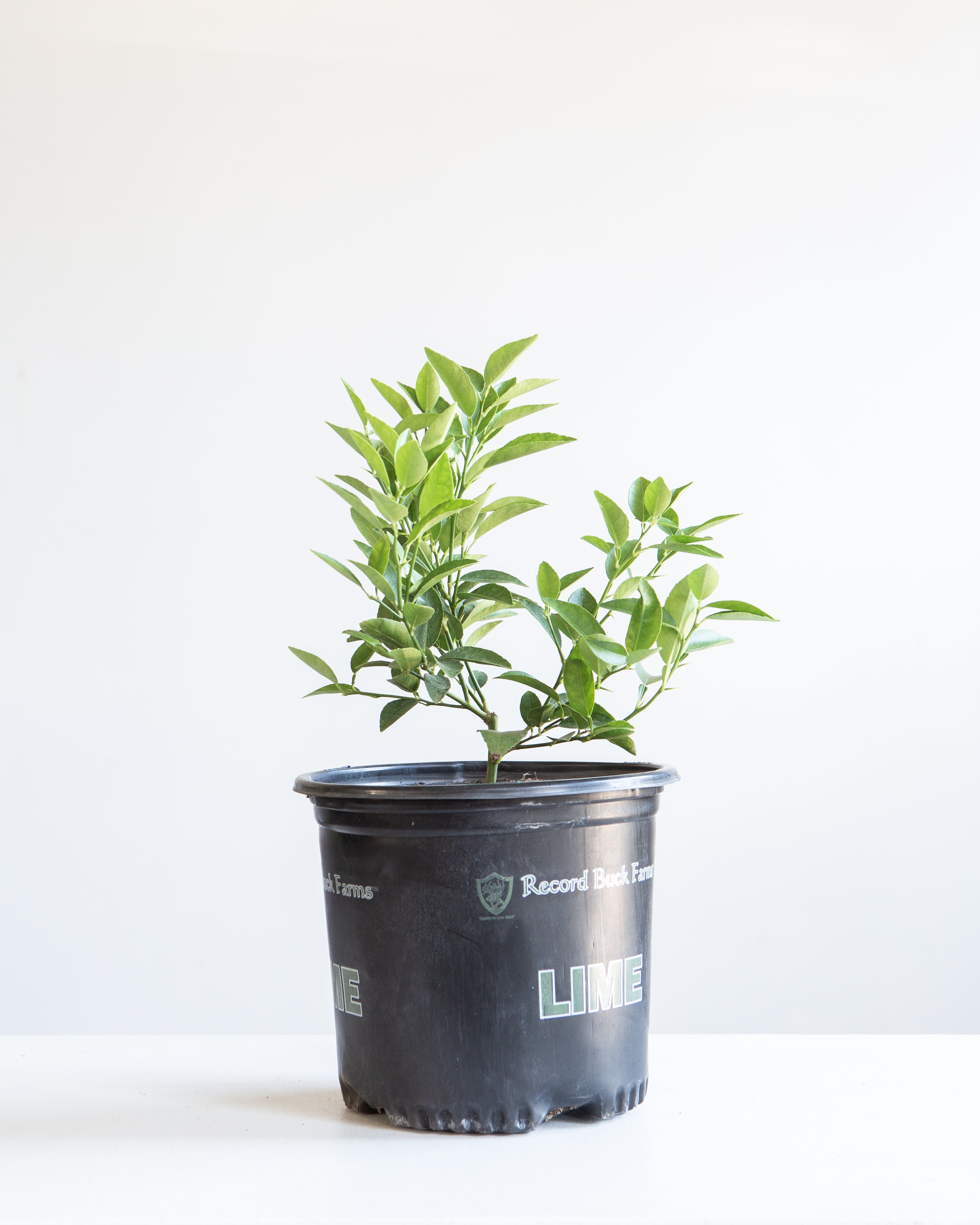 Lime Bush: Citrus × various varieties - 8 inch pot - 1 foot tall