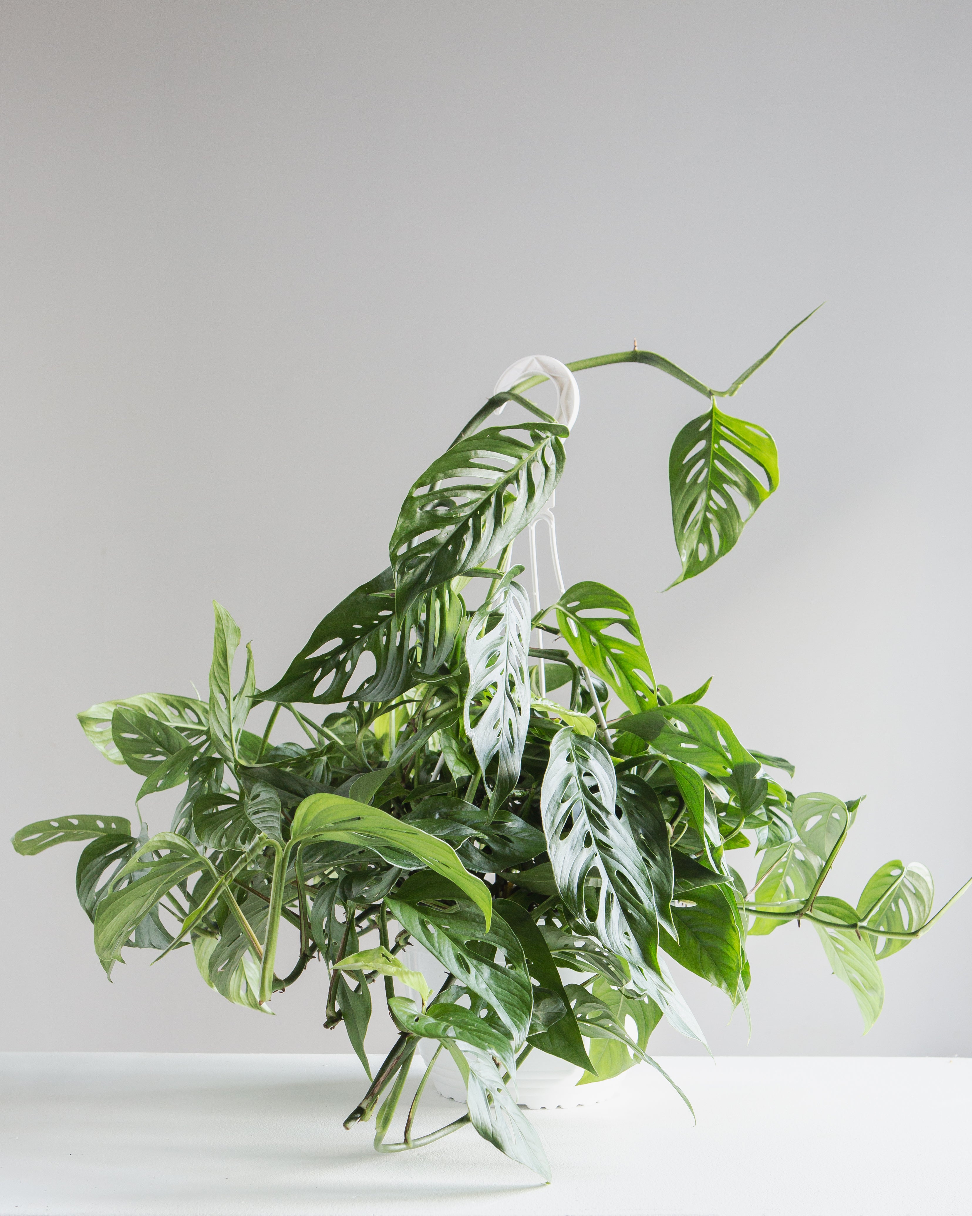 Swiss Cheese Vine: Monstera adansonii - 8 inch hanging basket