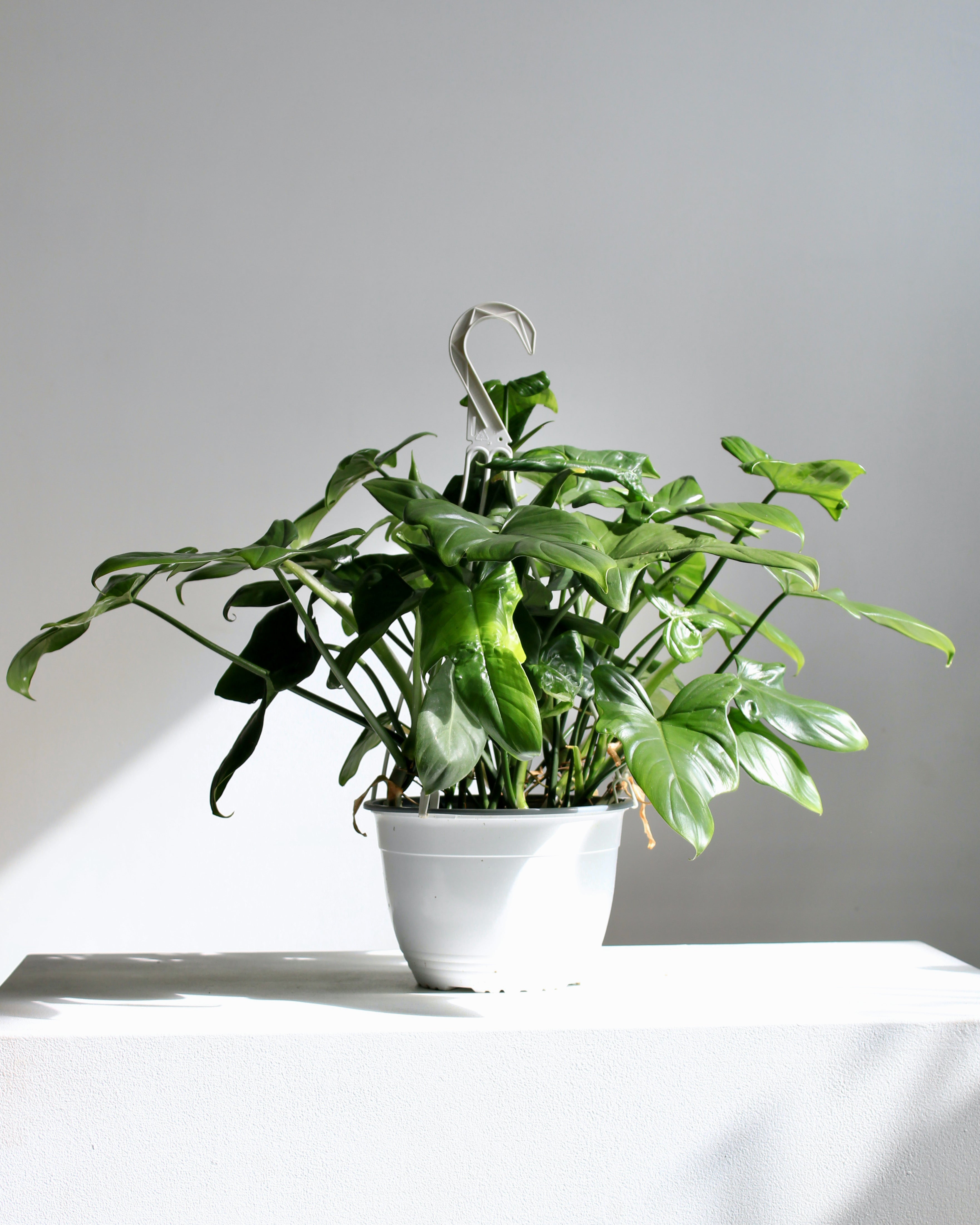 philodendron spec. kolumbien Philodendron sp. Colombia