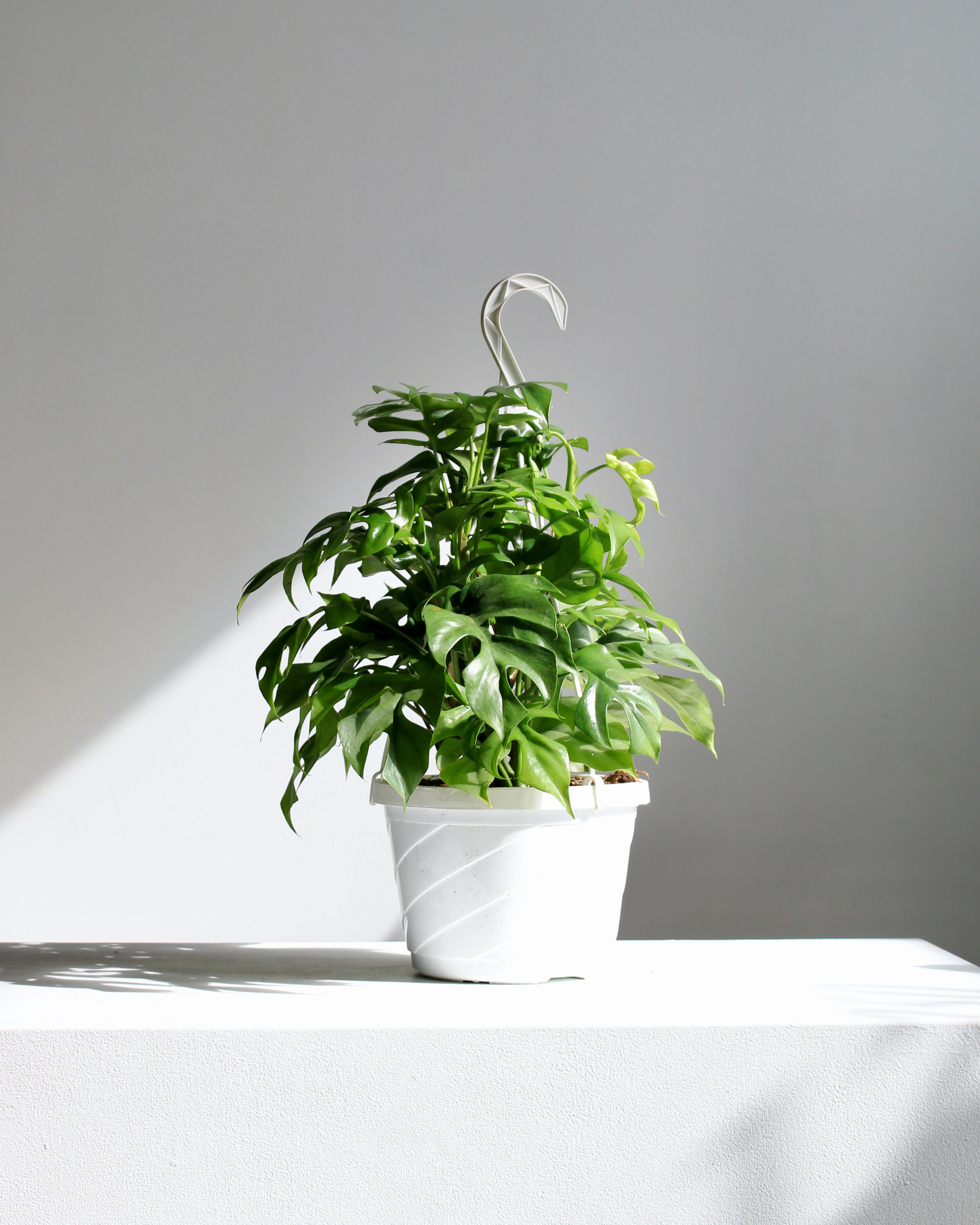 Mini Monstera: Rhaphidophora tetrasperma