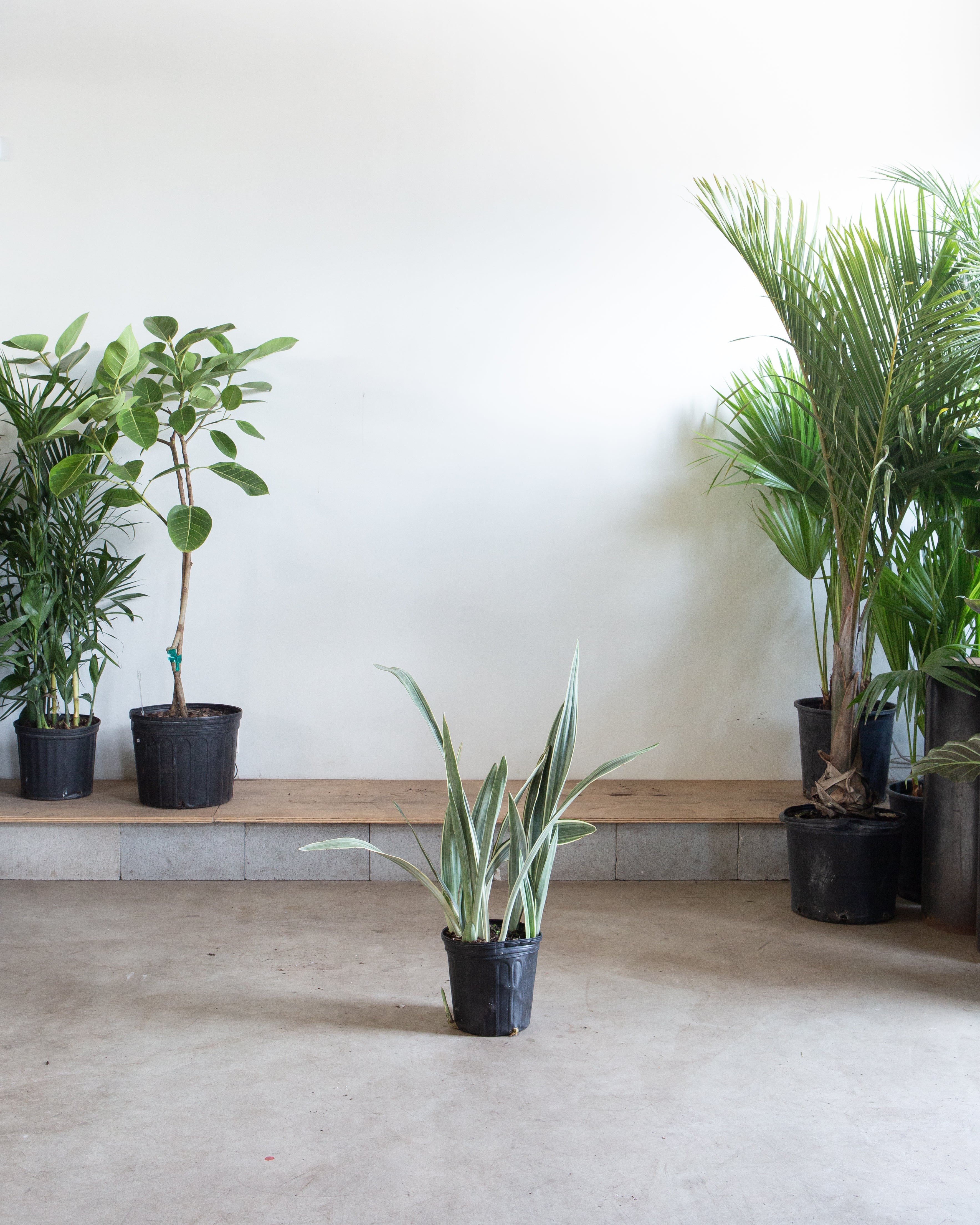 Silver Queen Snake Plant: Sansevieria trifasciata 'Sayuri'