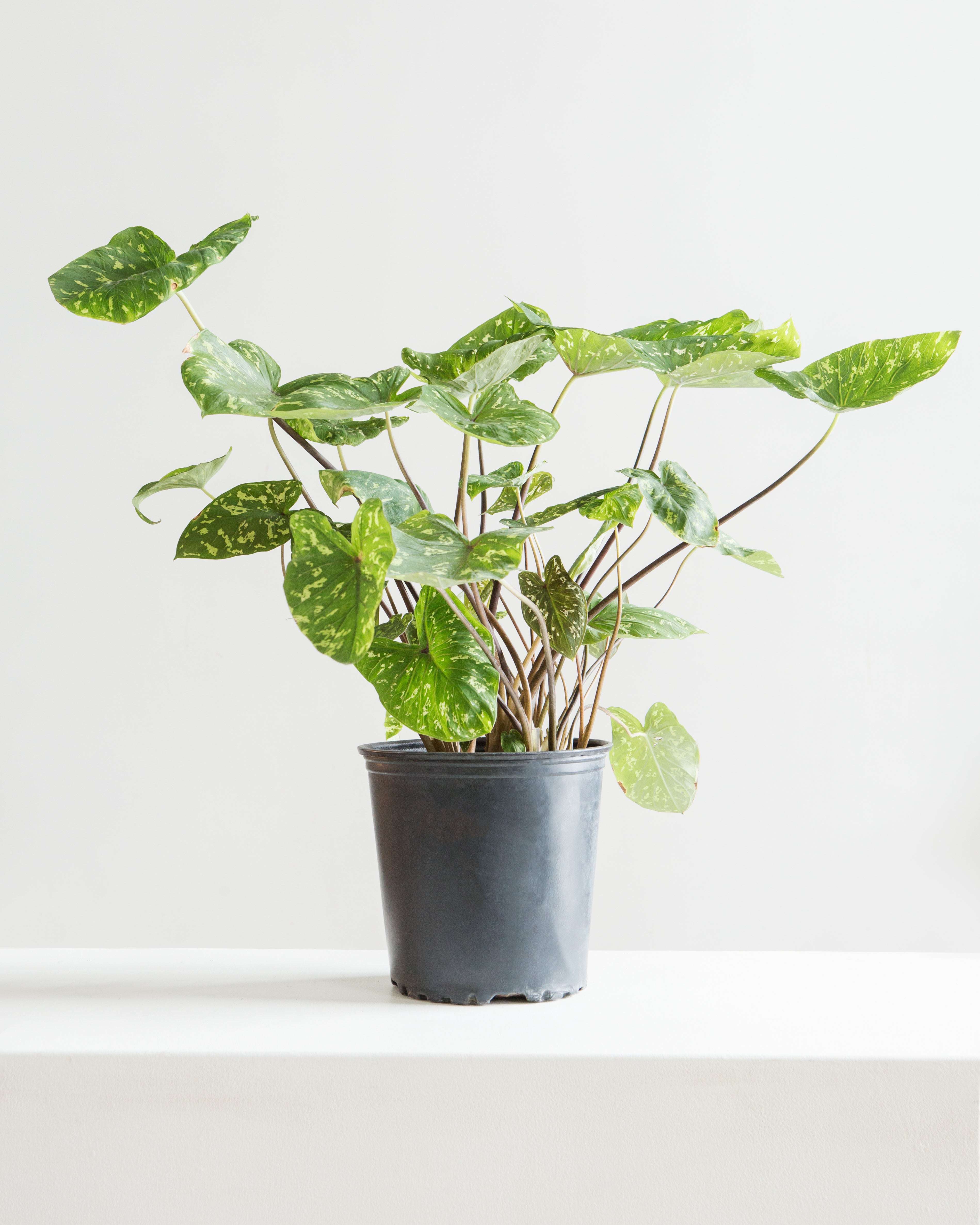 ALOCASIA 'HILO BEAUTY' 10" Grower Pot