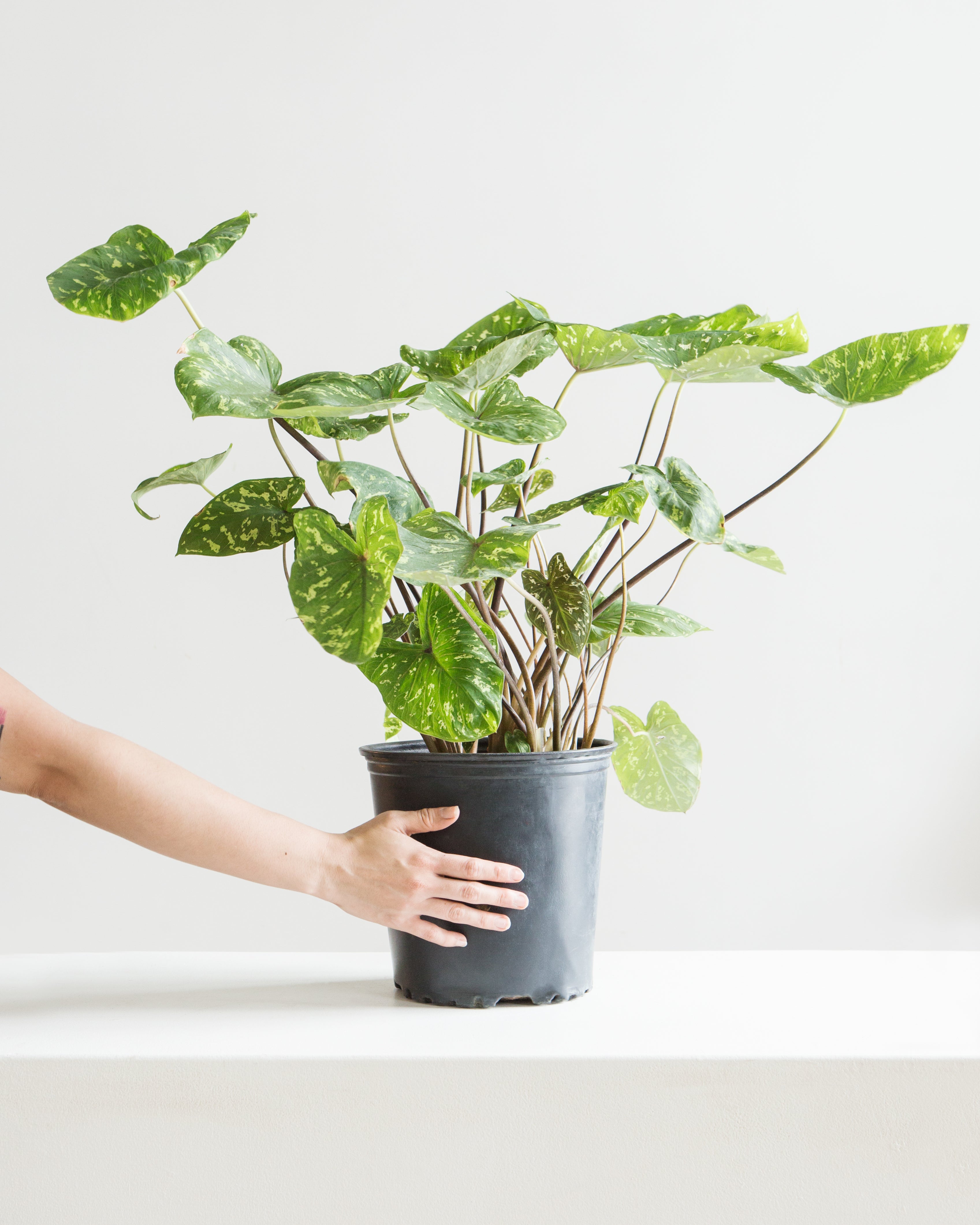 ALOCASIA 'HILO BEAUTY' 10" Grower Pot