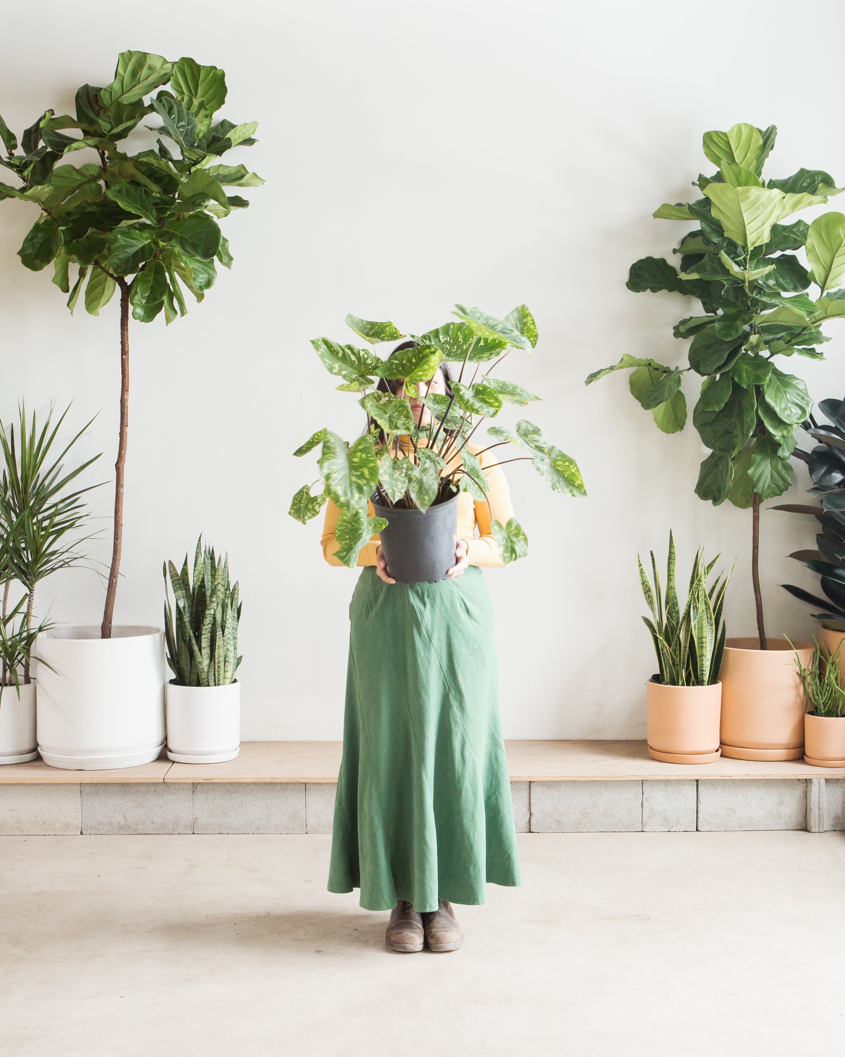 ALOCASIA 'HILO BEAUTY' 10" Grower Pot
