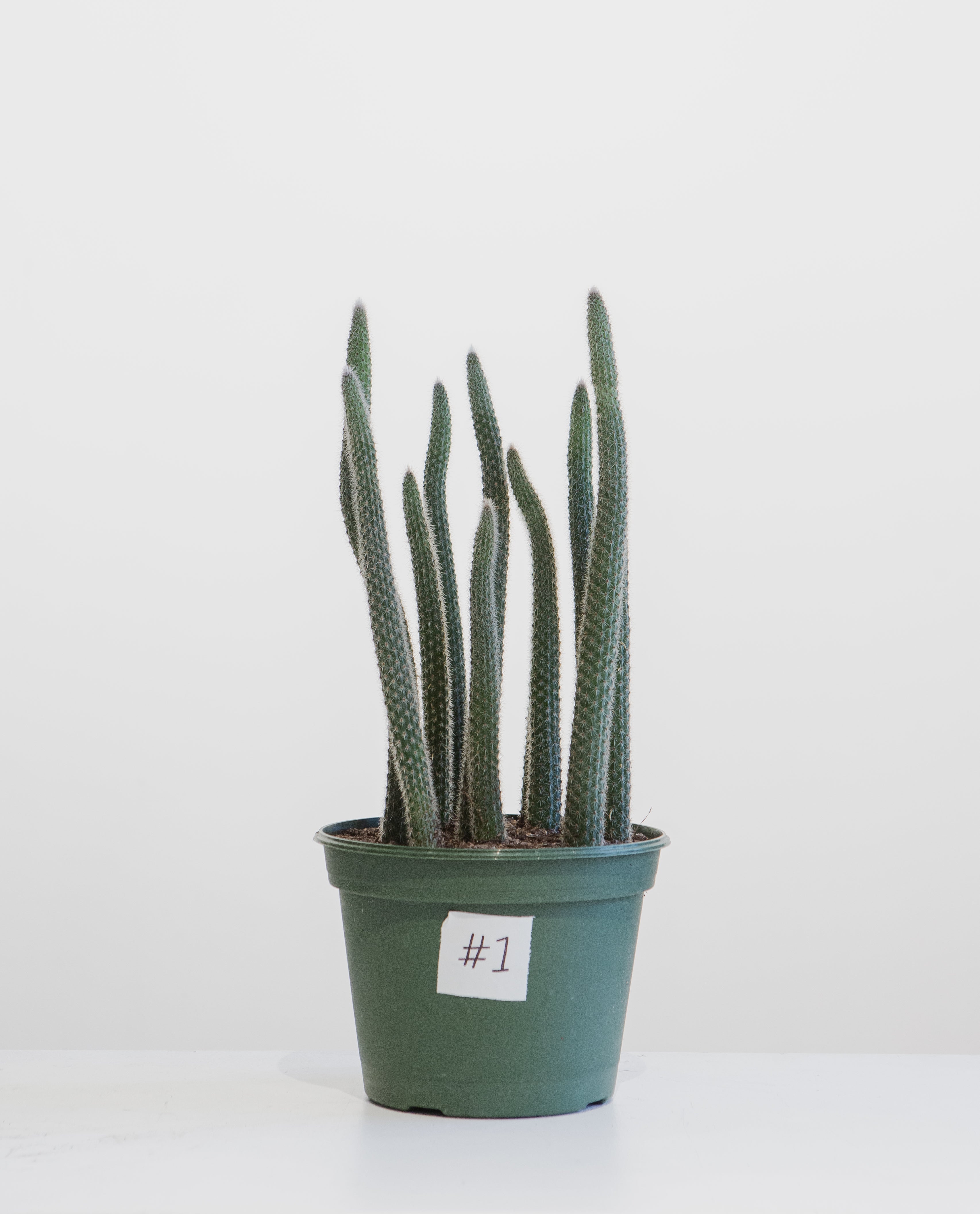 Assorted Cactus - 8 inch pot