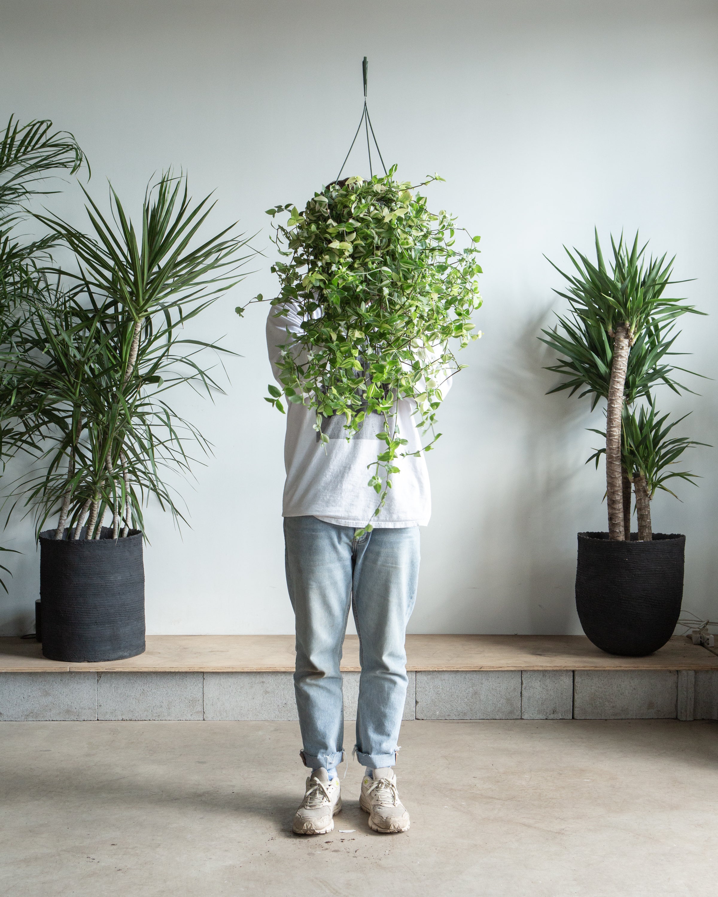 Yellow Wandering Dude: Tradescantia fluminensis 'aureovariegata' - 8 inch hanging basket