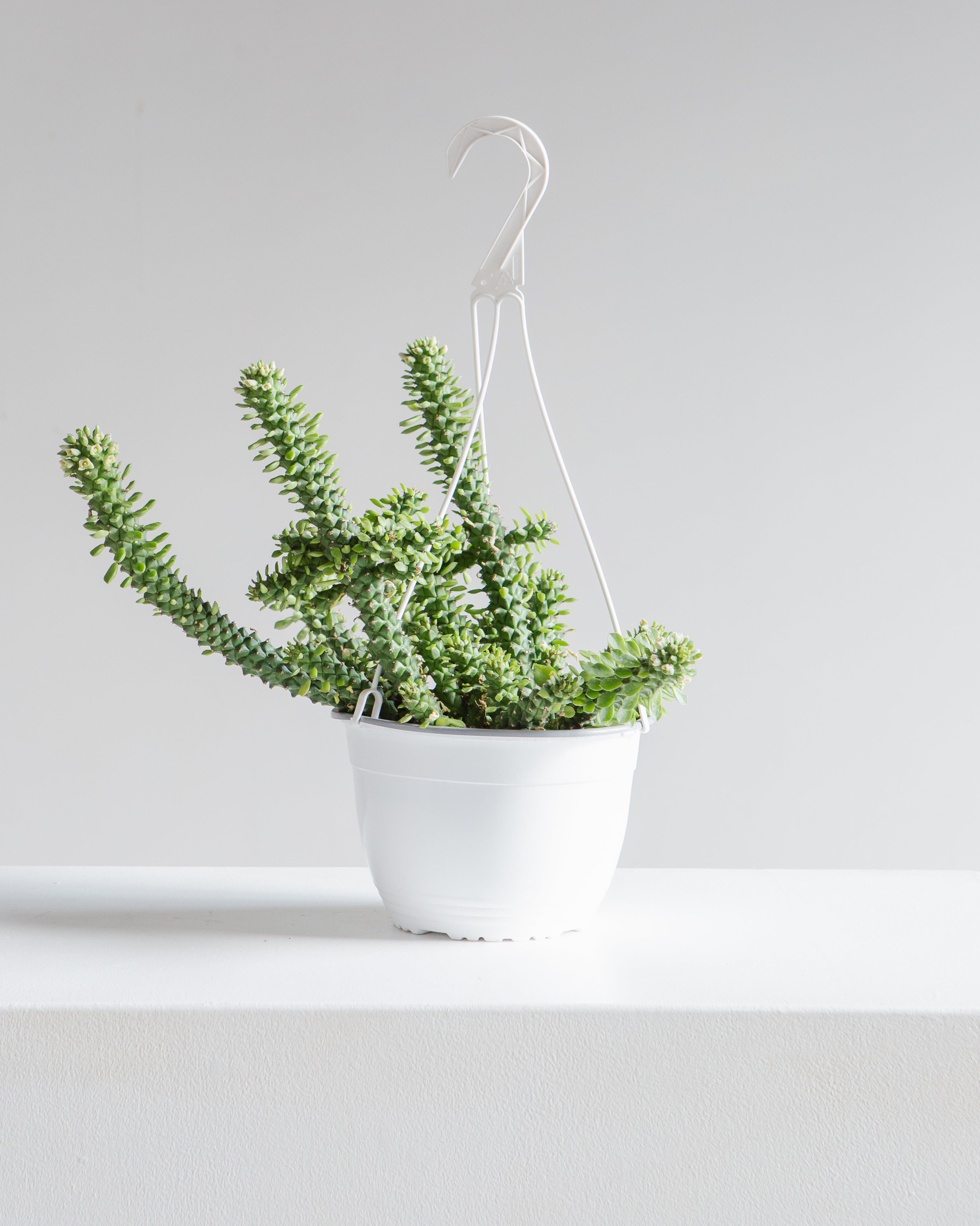 Masai Spurge: Euphorbia guentheri - 8 inch hanging basket