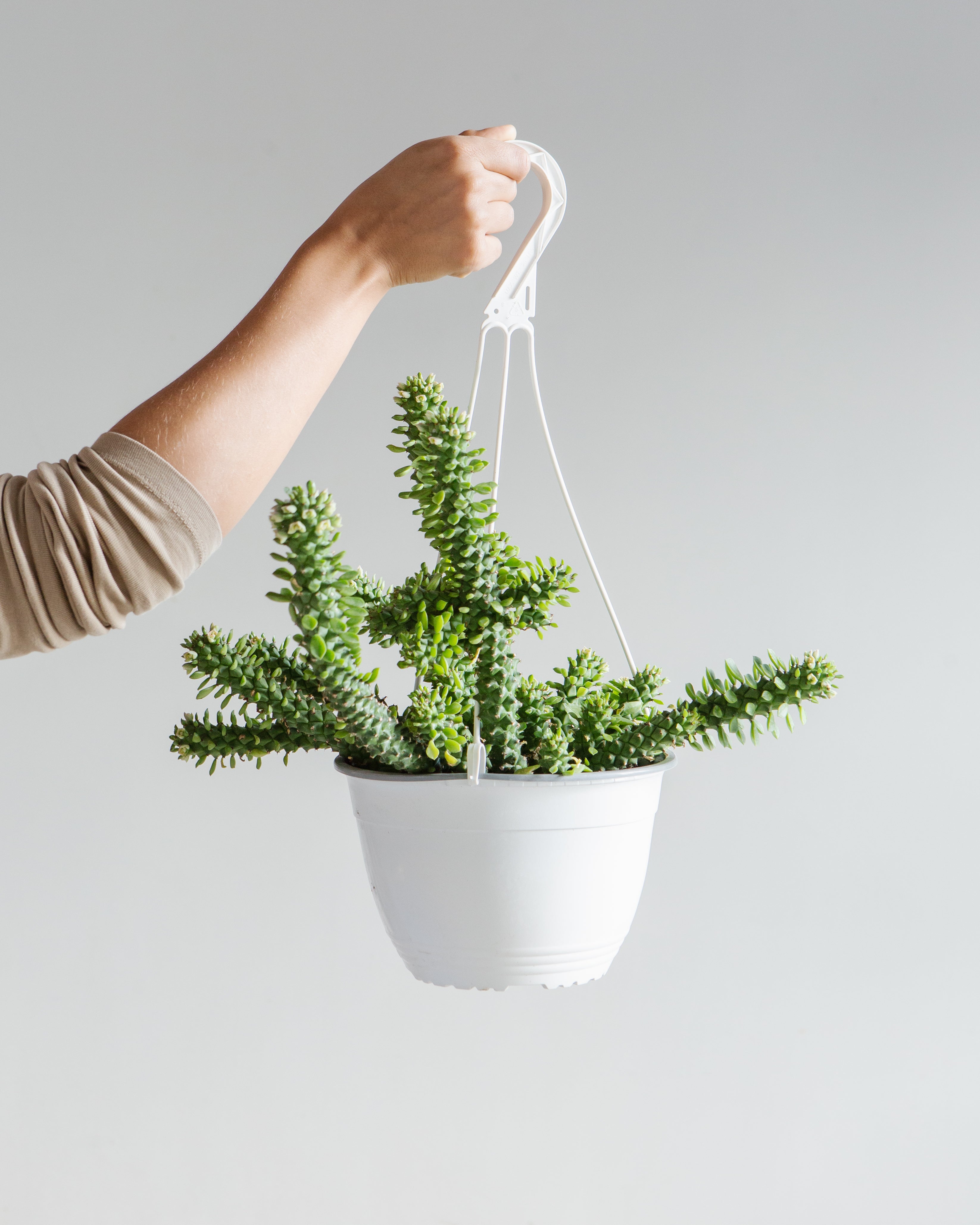 Masai Spurge: Euphorbia guentheri - 8 inch hanging basket