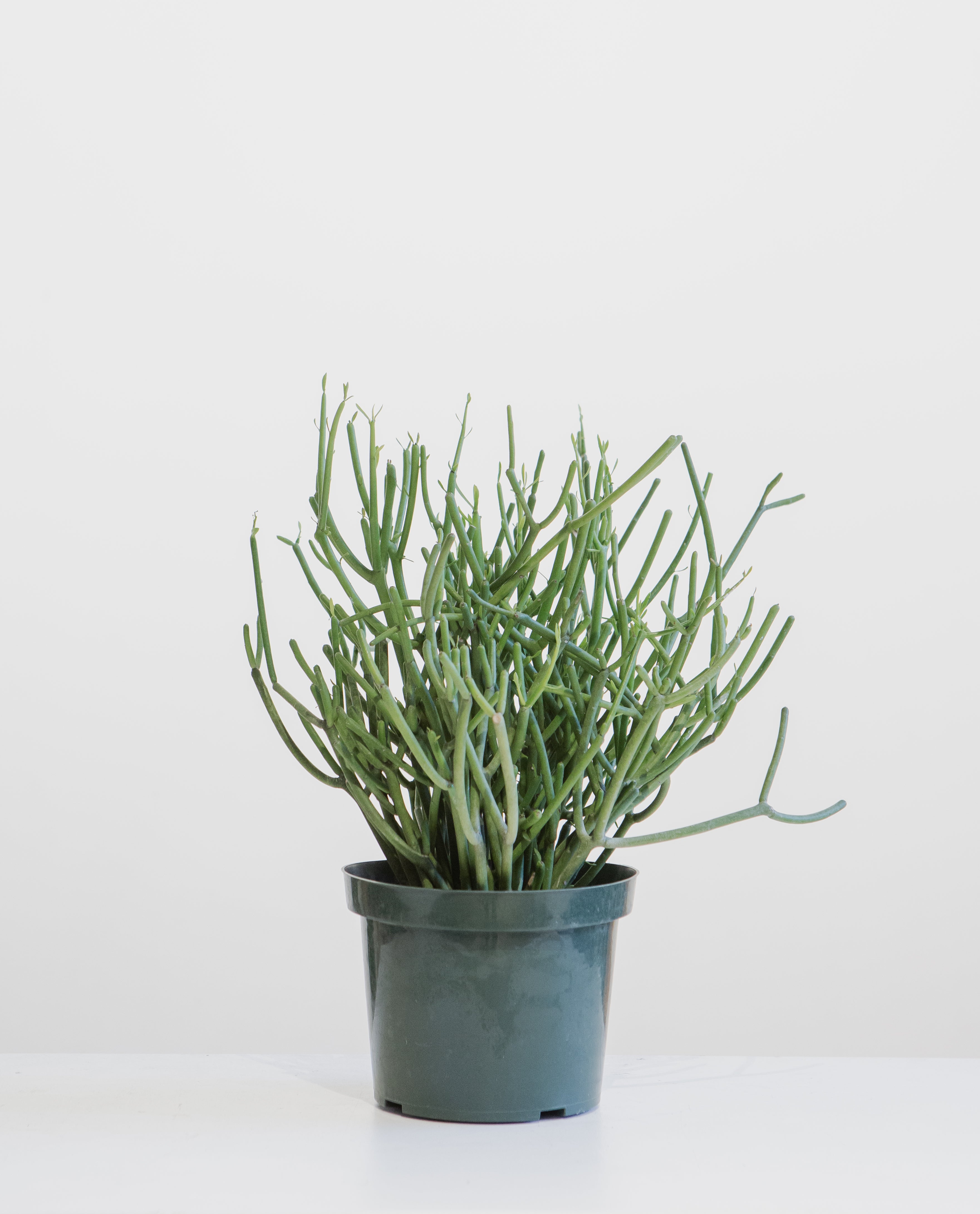 Pencil Cactus: Euphorbia tirucalli 'Firestick' - 8 inch pot