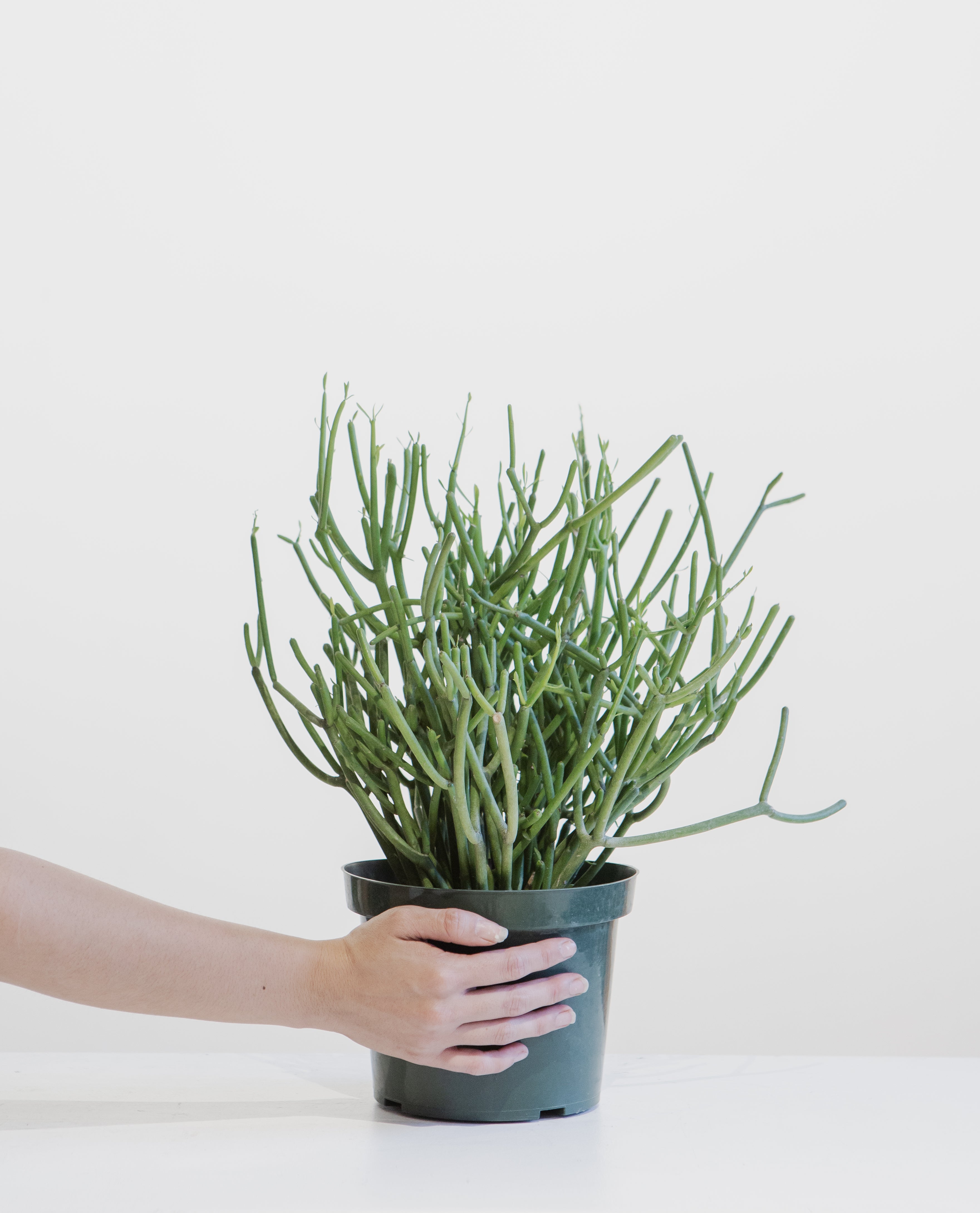 Pencil Cactus: Euphorbia tirucalli 'Firestick' - 8 inch pot