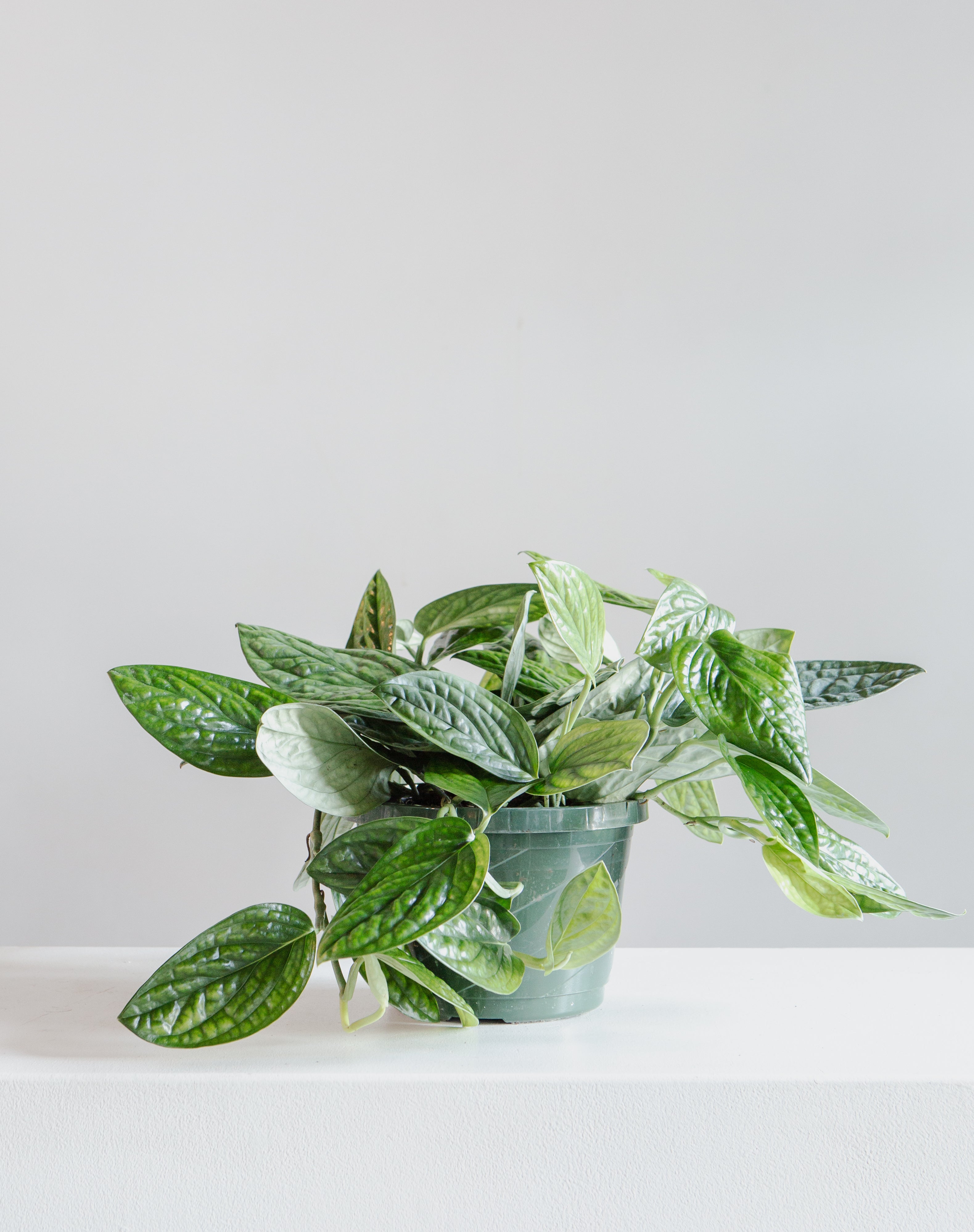 Monstera Peru: Monstera karstenianum - 8 inch hanging basket