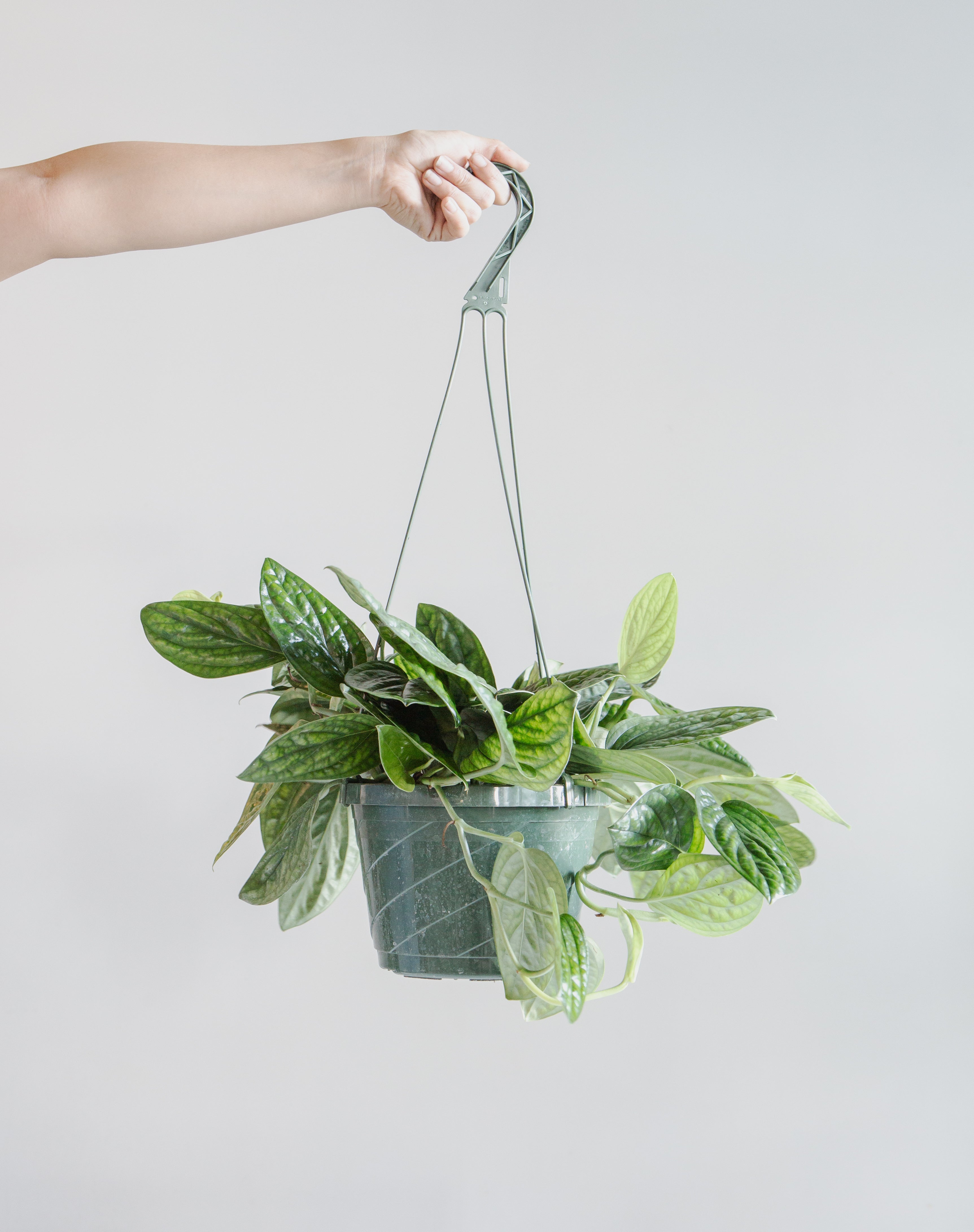 Monstera Peru: Monstera karstenianum - 8 inch hanging basket