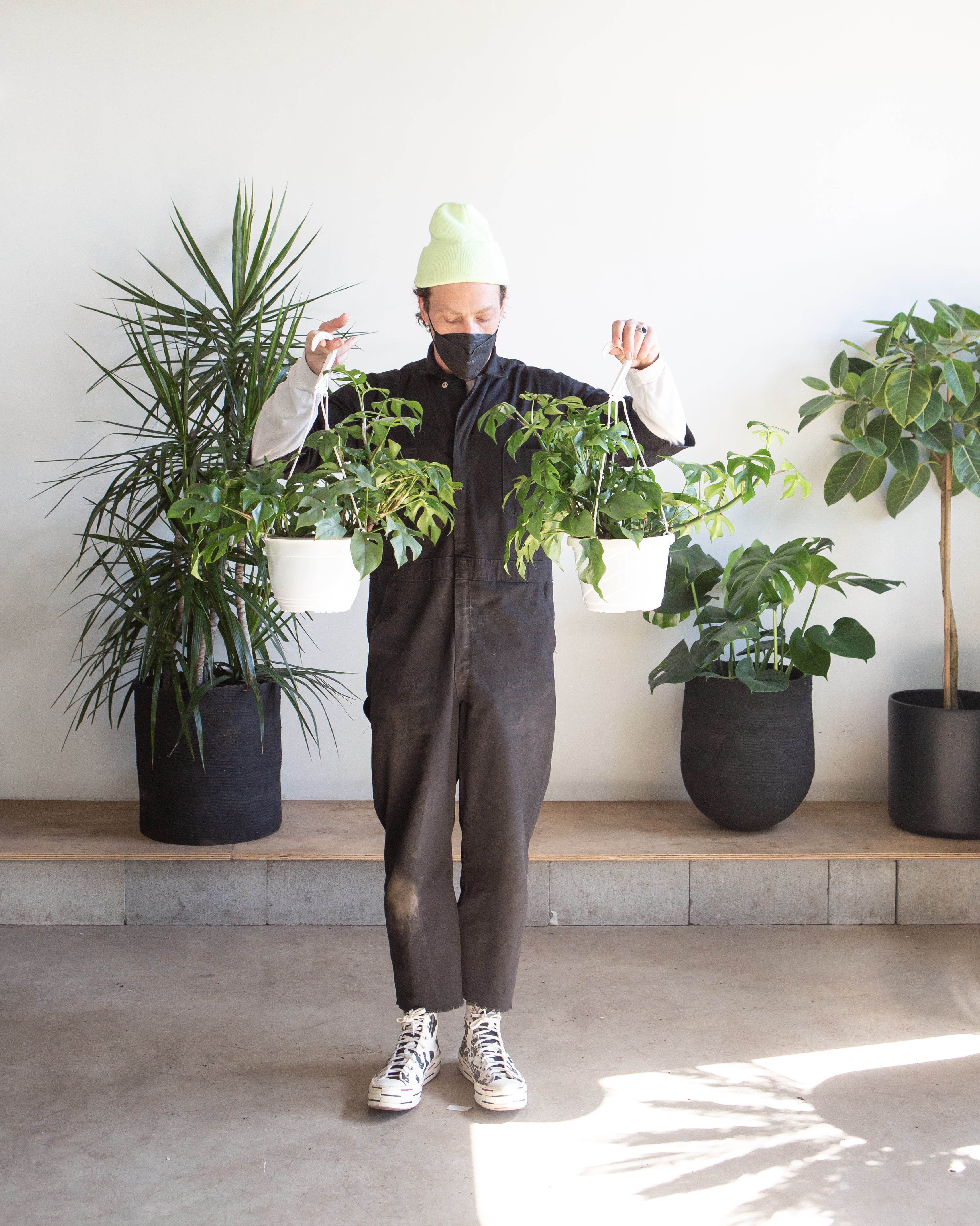 Mini Monstera: Rhaphidophora tetrasperma - 8 inch hanging basket