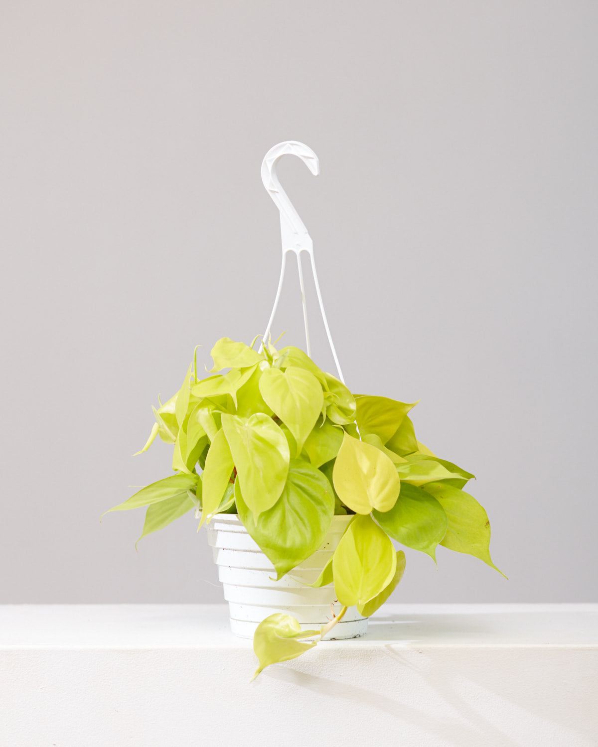 Neon Heart Leaf: Philodendron cordatum 'Lemon' - 8 inch hanging basket
