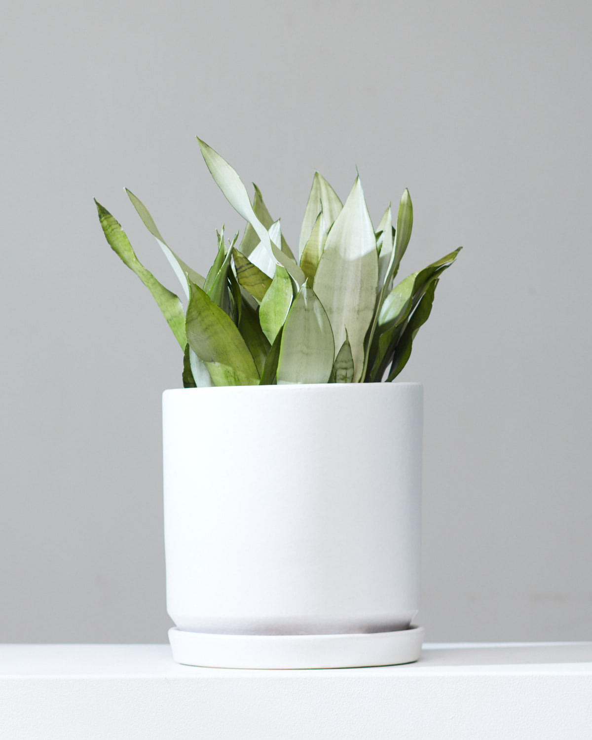 SNAKE PLANT (SANSEVIERIA 'MOONSHINE') 10" Grower Pot