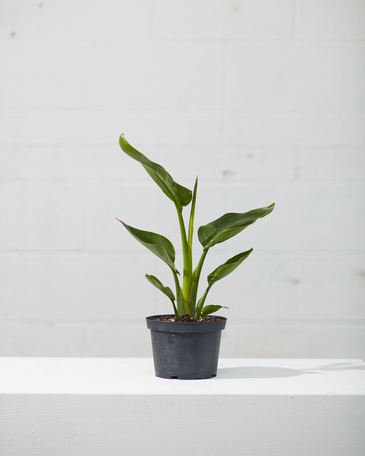 White Bird of Paradise: Strelitzia nicolai - 6 inch pot
