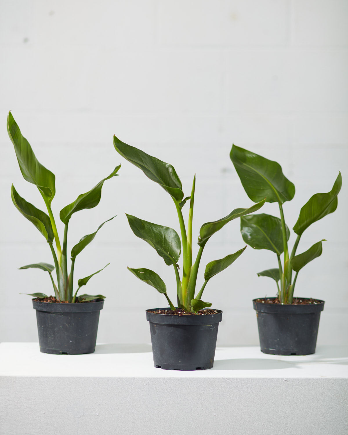 White Bird of Paradise: Strelitzia nicolai - 6 inch pot