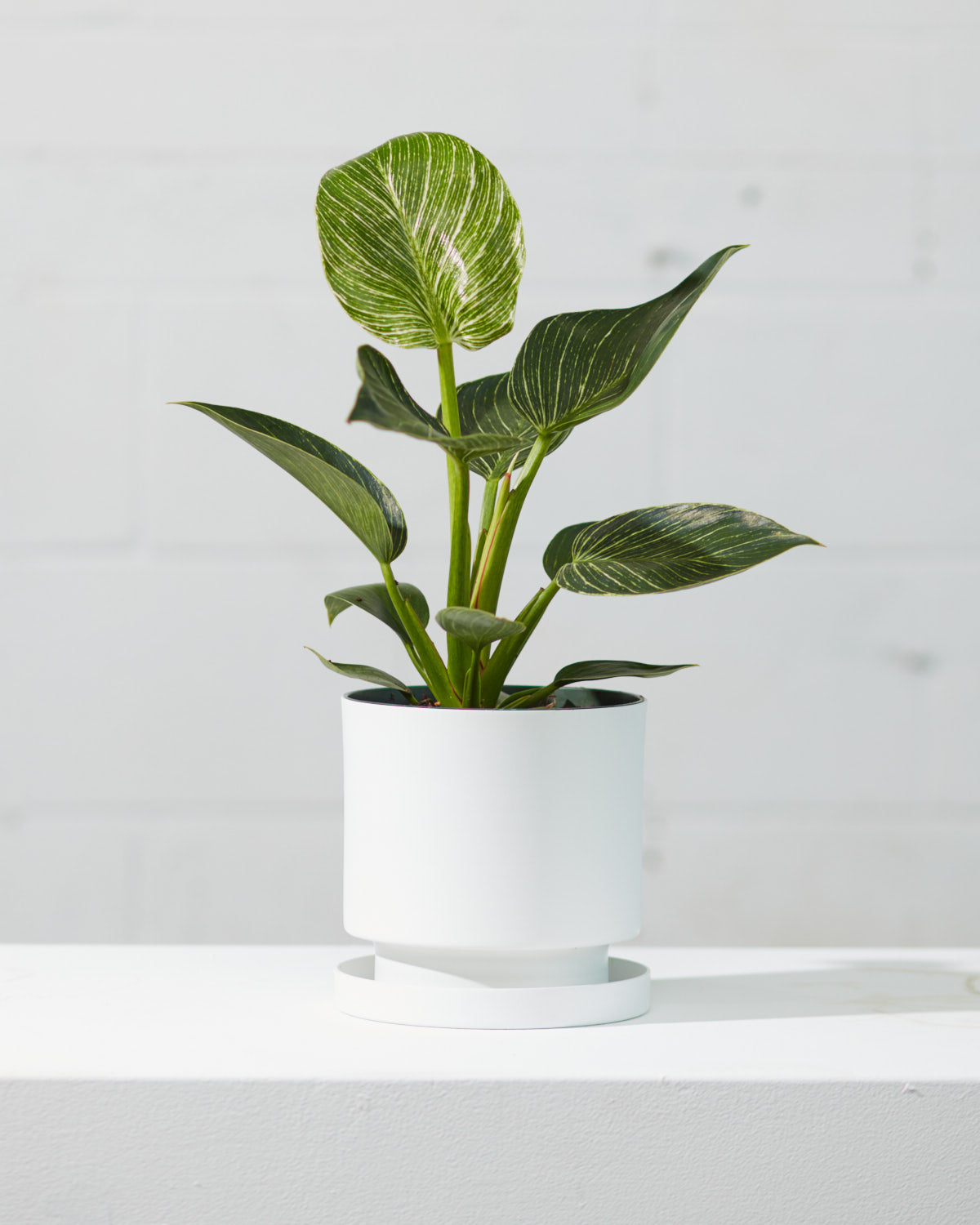 philodendron birkin pot Birkin Plant: Philodendron