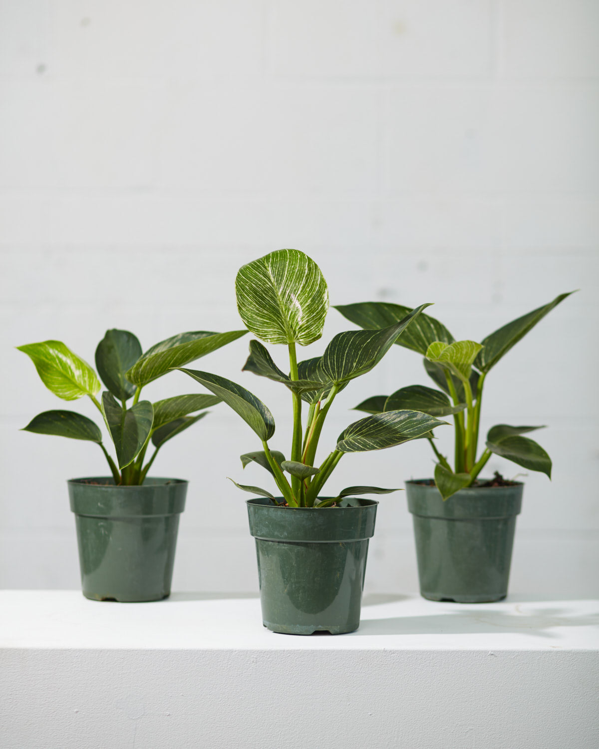 Birkin Plant: Philodendron - 6 inch pot