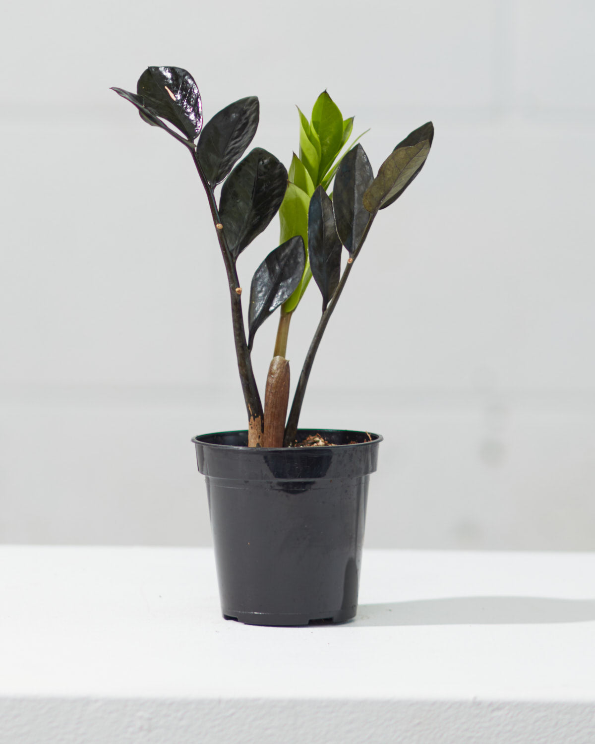 Black ZZ Plant: Zamioculcas zamiifolia 'Raven' - 4 inch pot