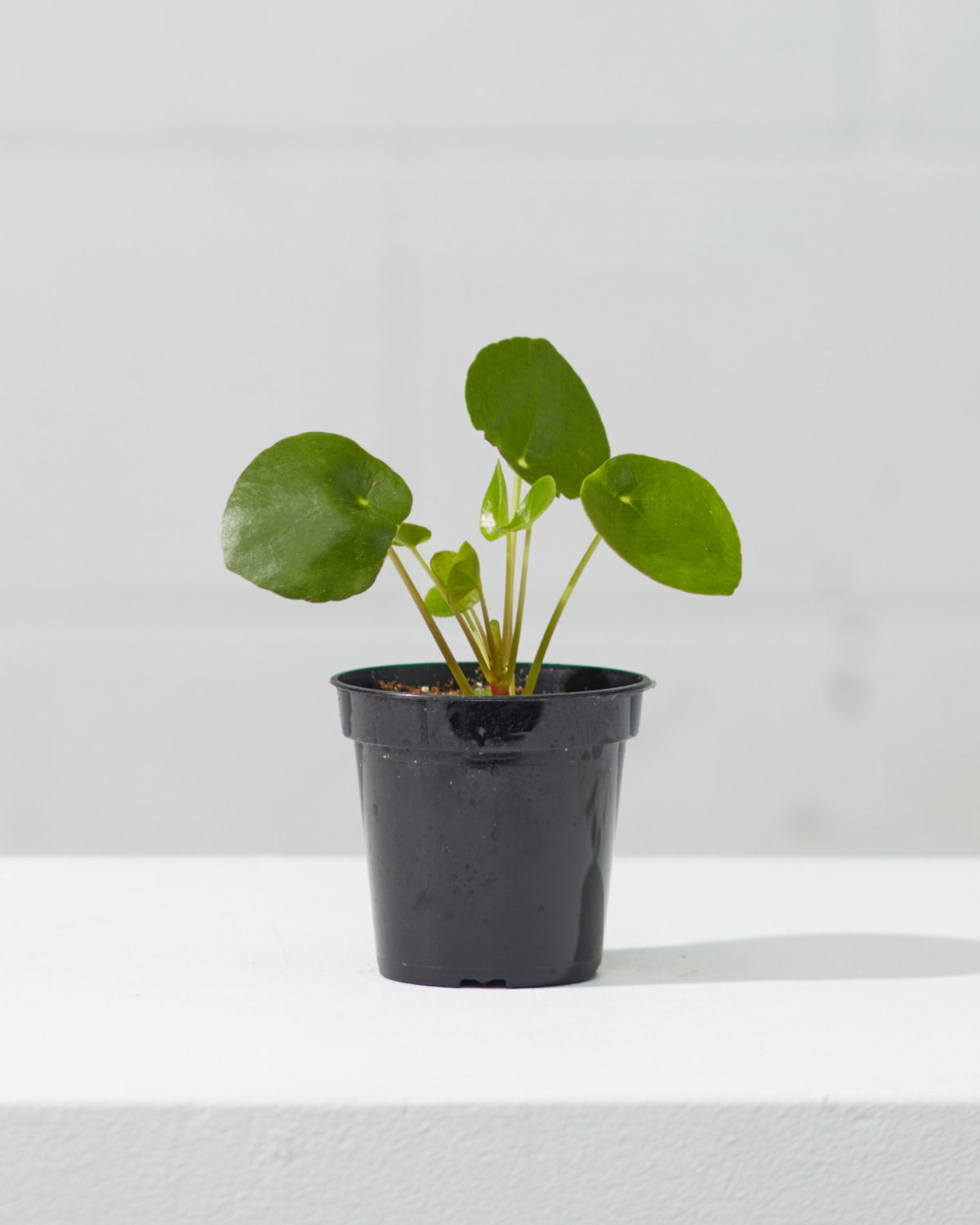 Pass It On Plant: Pilea peperomioides - 4 inch pot