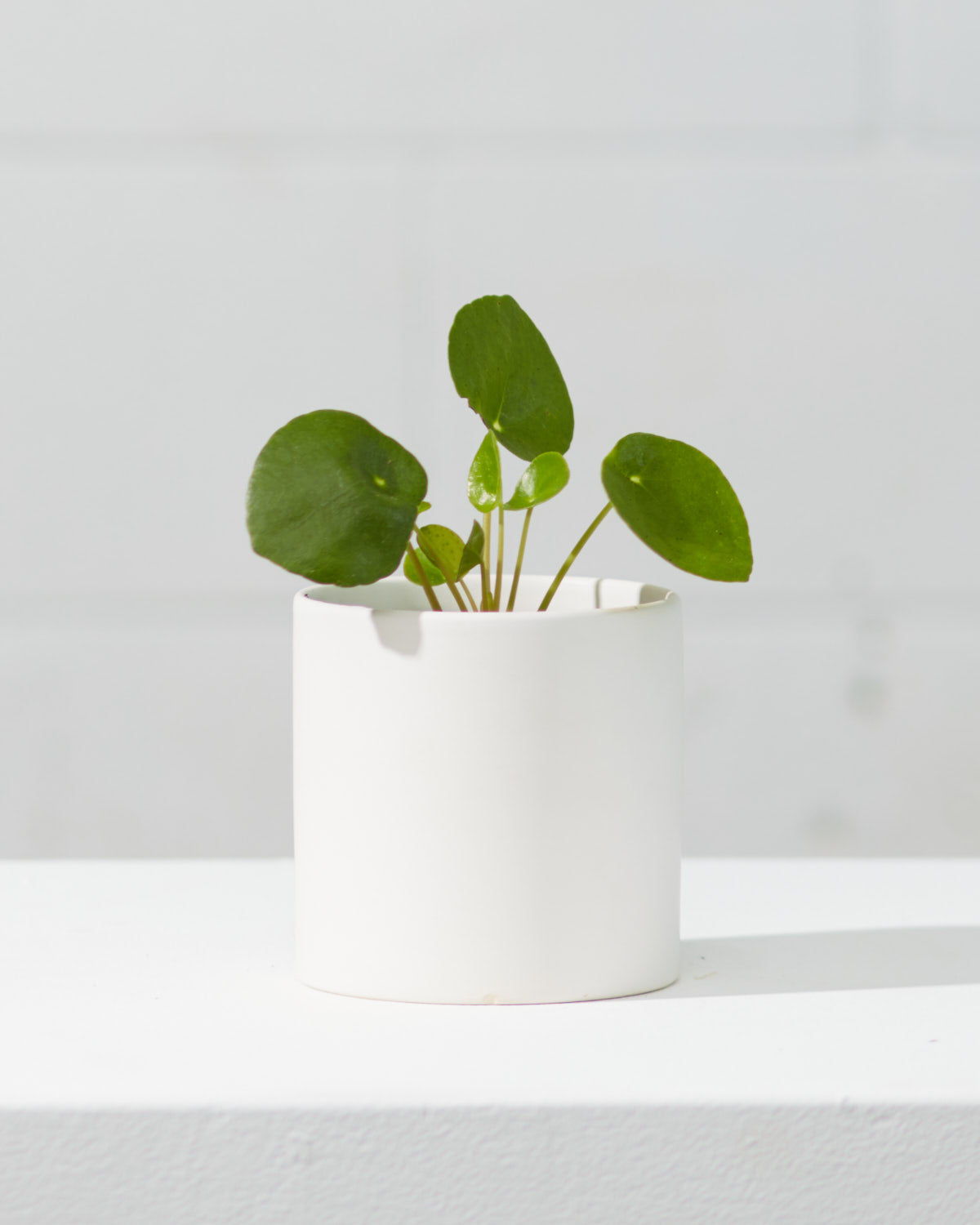 Pass It On Plant: Pilea peperomioides - 4 inch pot