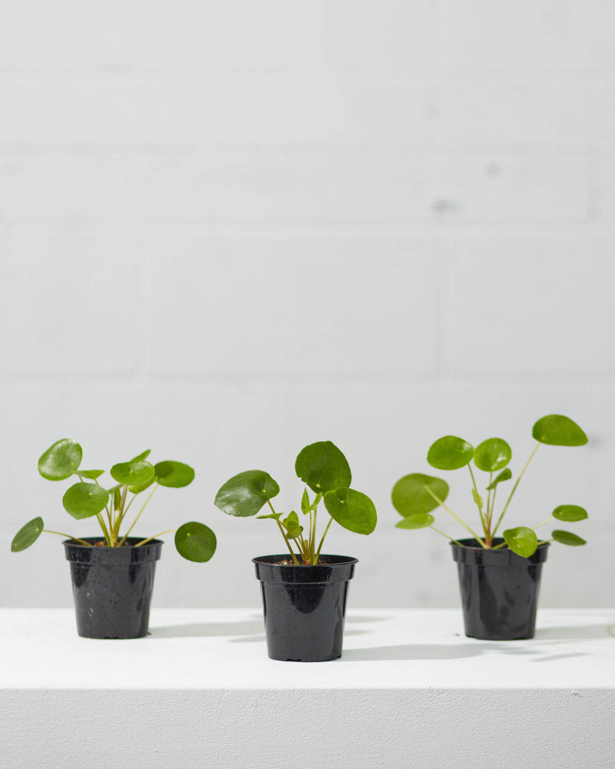 Pass It On Plant: Pilea peperomioides - 4 inch pot