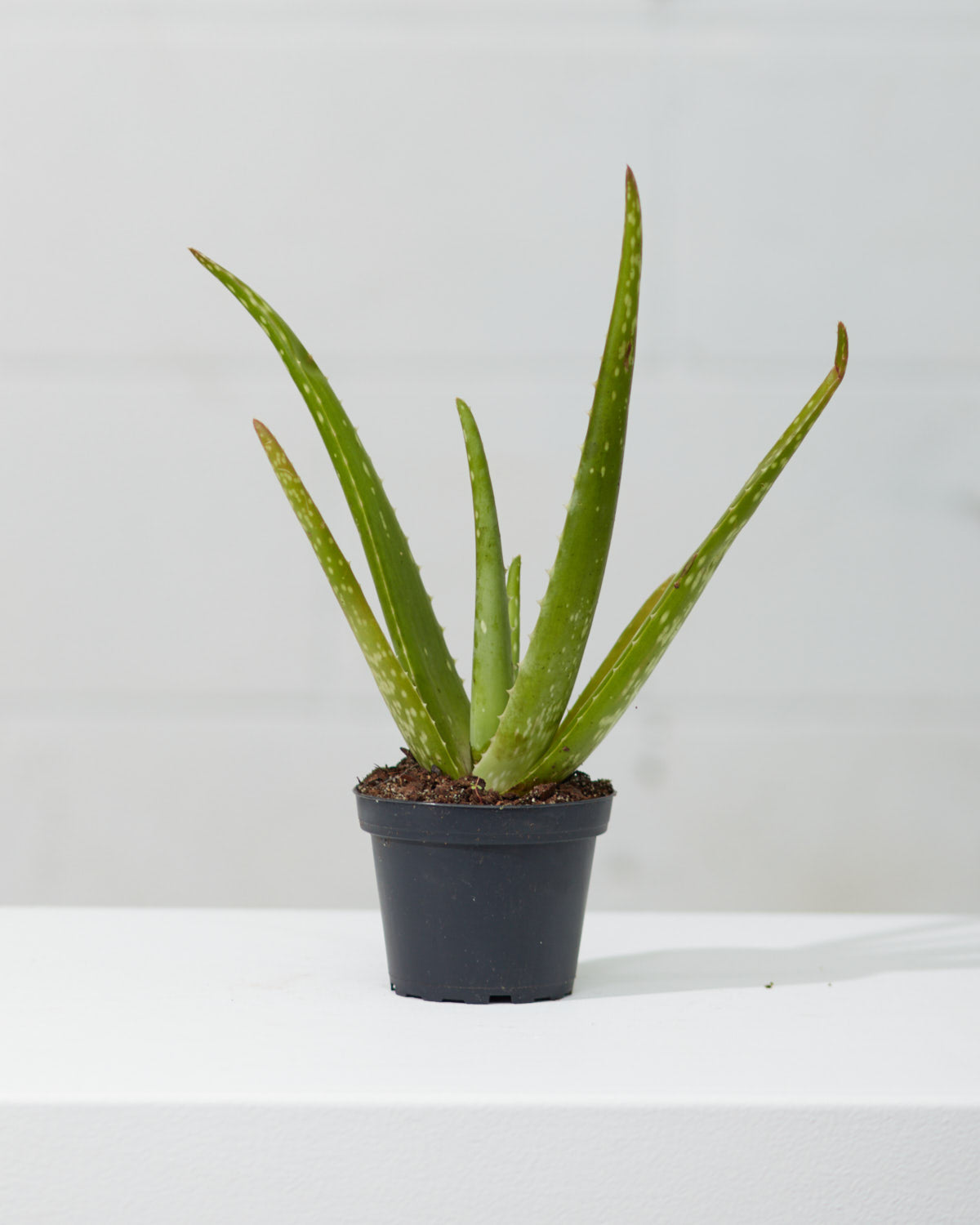 Aloe Vera: Aloe barbadensis - 4 inch pot