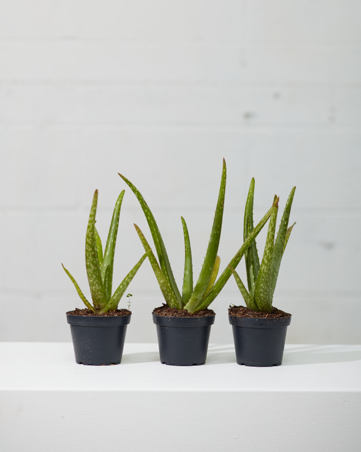 Aloe Vera: Aloe barbadensis - 4 inch pot
