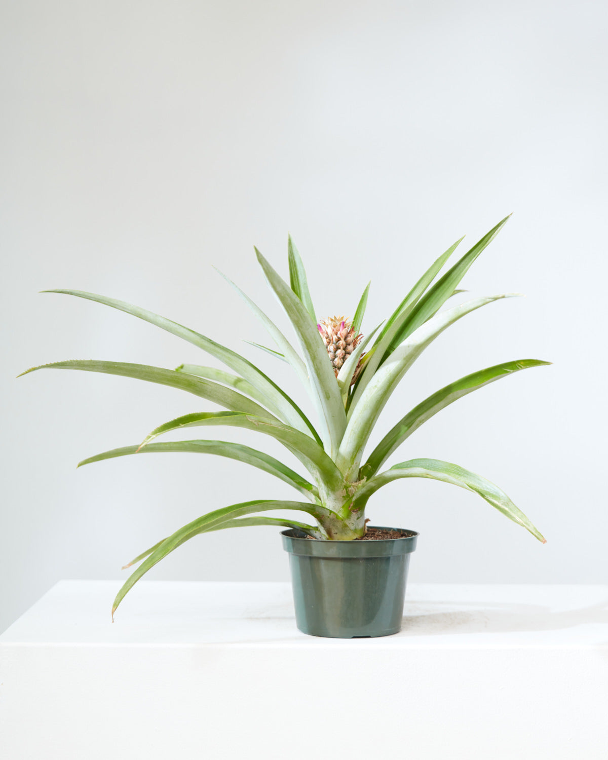 Pineapple Plant: Ananas ananassoides - 6 inch pot