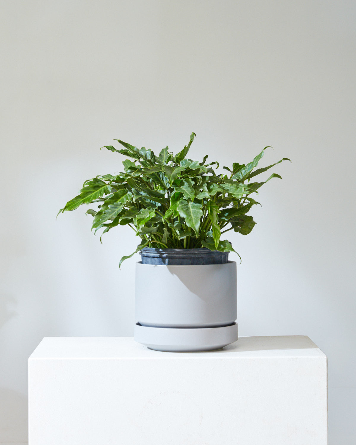 Round Two Ceramic Planter with Drainage and Tray | 10 inch Diameter