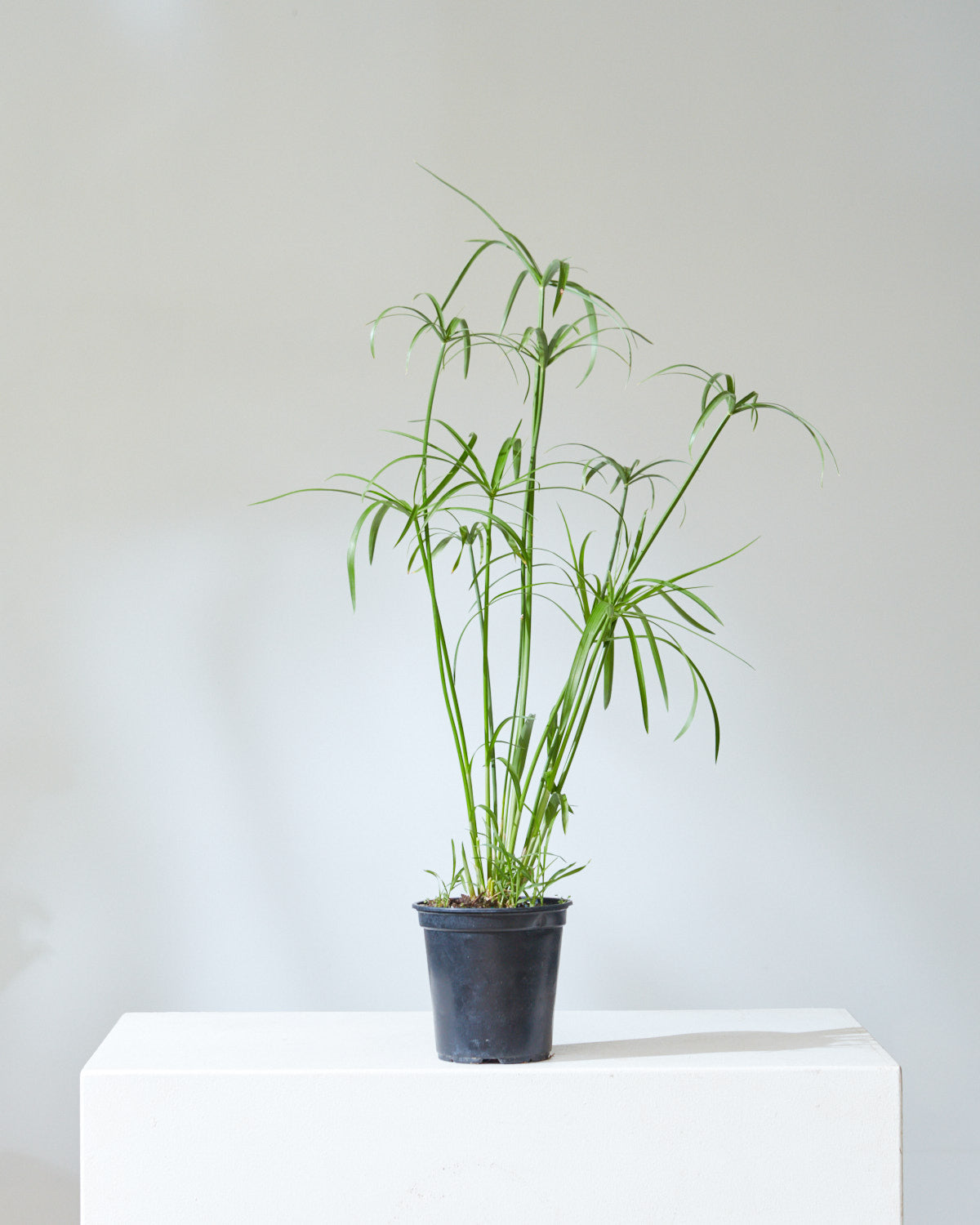 PAPYRUS UMBRELLA 6" Grower Pot