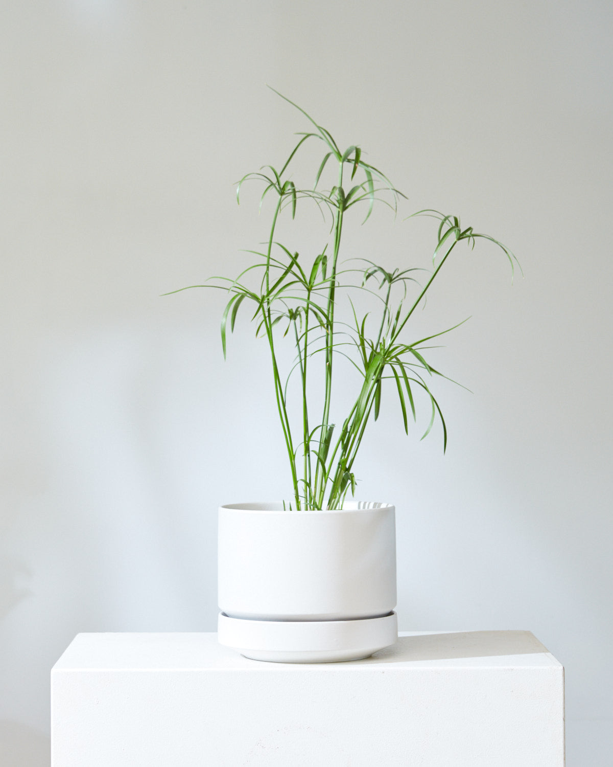 PAPYRUS UMBRELLA 6" Grower Pot