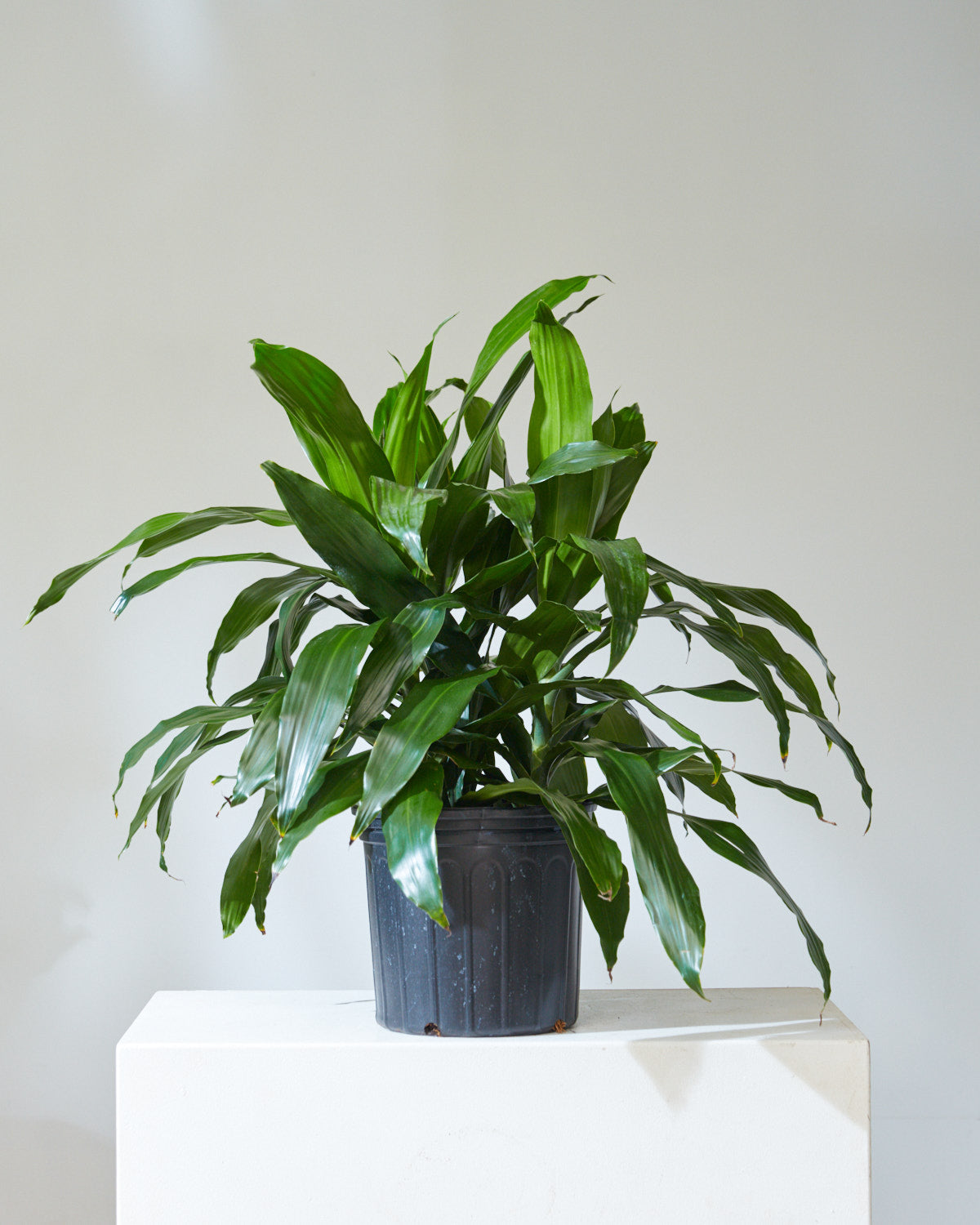 DRACAENA JANET CRAIG BUSH 14 Inch. Grower Pot (3' tall)