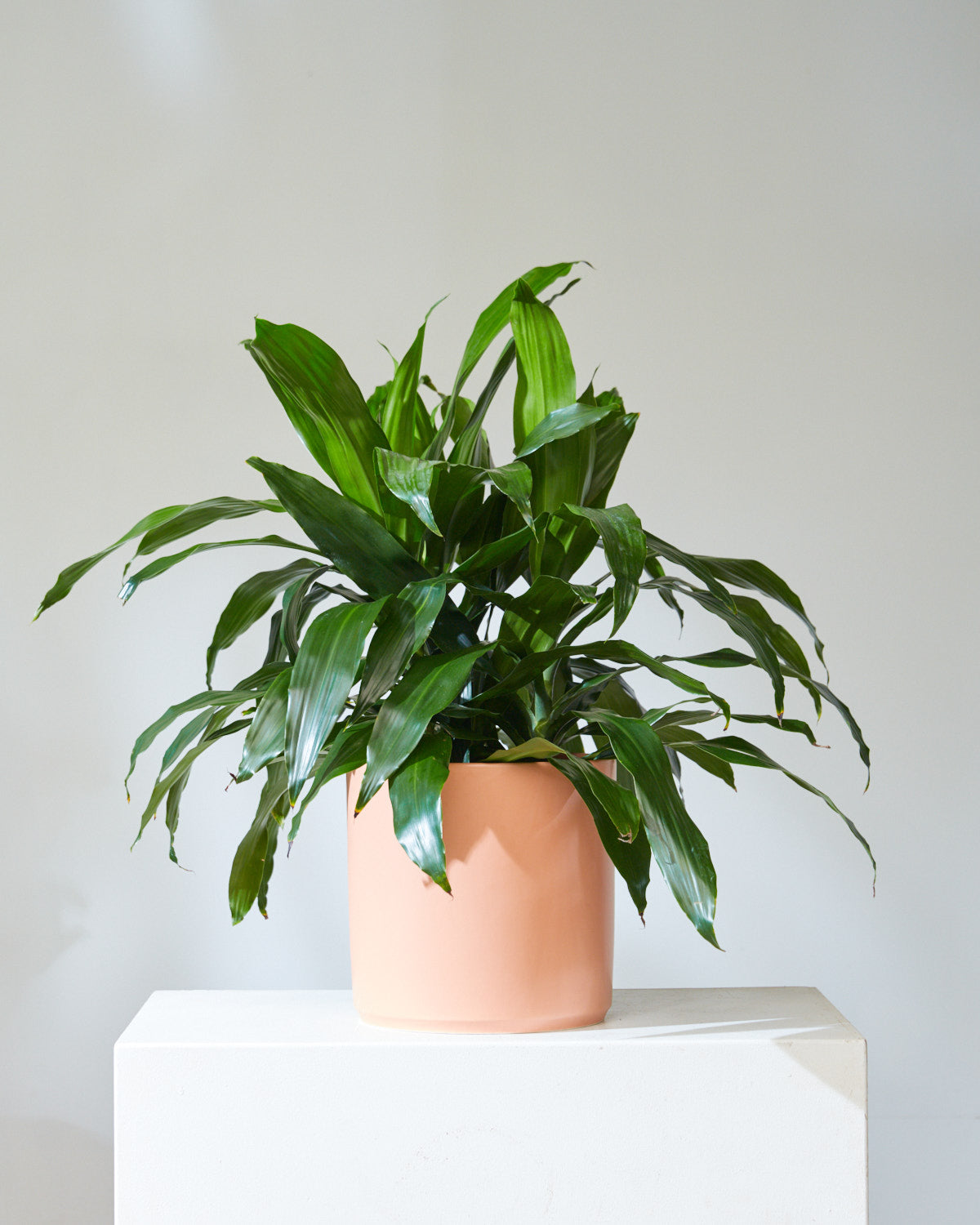 DRACAENA JANET CRAIG BUSH 14 Inch. Grower Pot (3' tall)