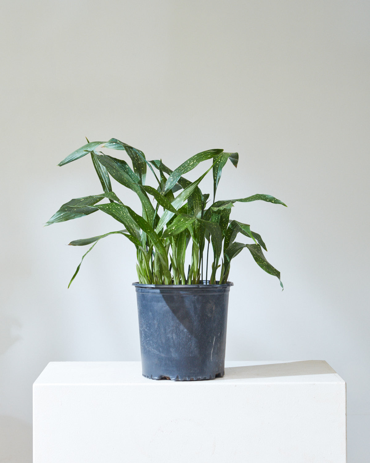 CAST IRON PLANT (ASPIDISTRA 'MILKY WAY') 10" Grower Pot  Dynasty Plants