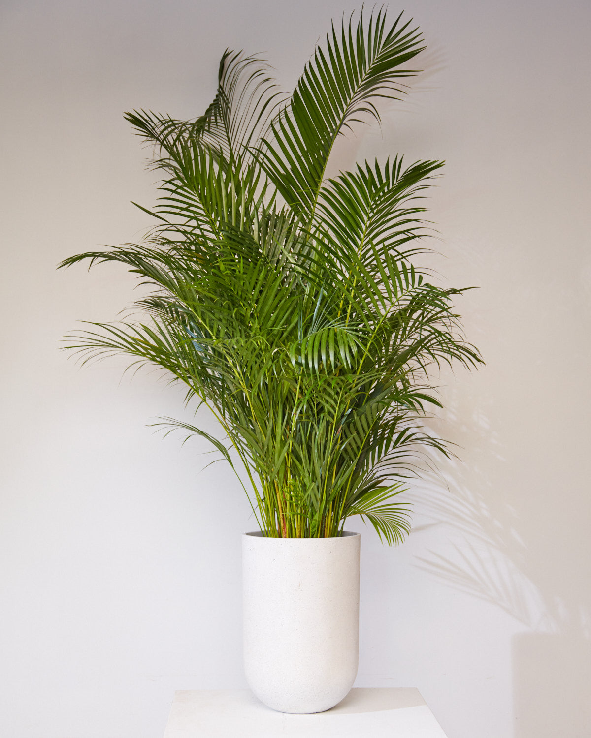 Seaport Planter | 12 inch Nursery Pot