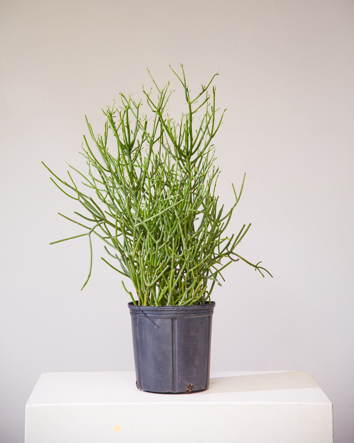 Pencil Cactus: Euphorbia tirucalli 'Firestick' - 10 inch pot - 3-4 foot tall