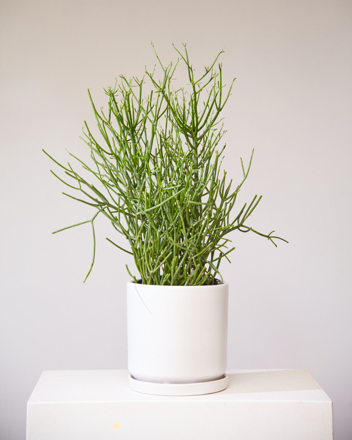 Pencil Cactus: Euphorbia tirucalli 'Firestick' - 10 inch pot - 3-4 foot tall