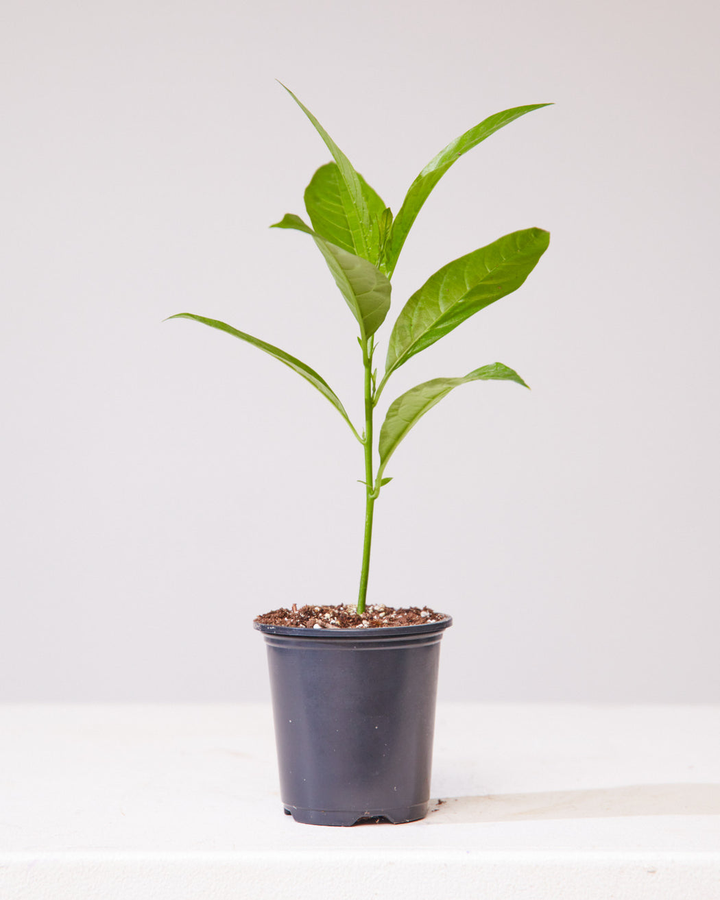 NIGHT BLOOMING JASMINE 3.5" Grower Pot