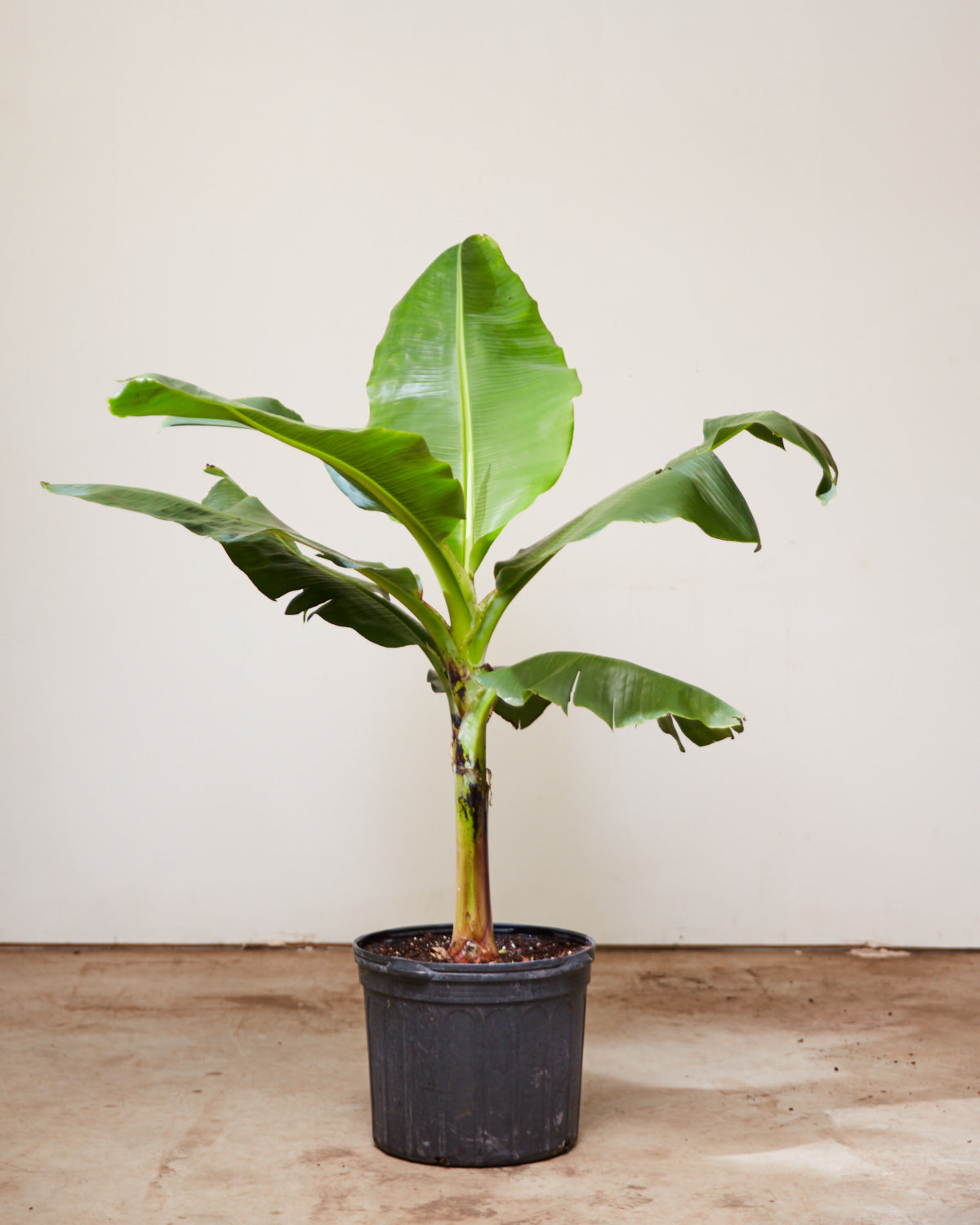 BANANA PLANT MUSA 14 Inch. Grower Pot (5' tall)